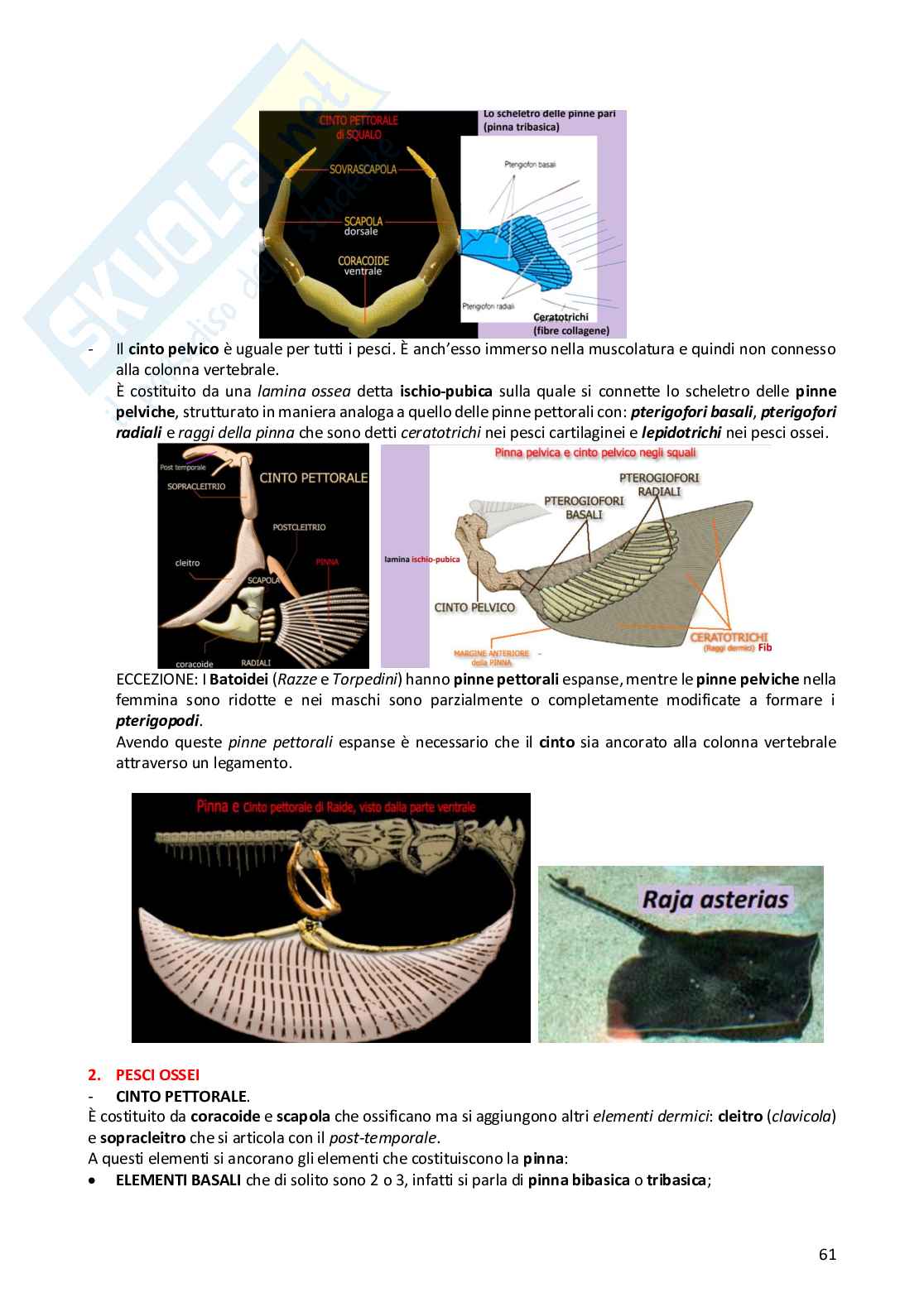Anatomia comparata dei vertebrati Pag. 61