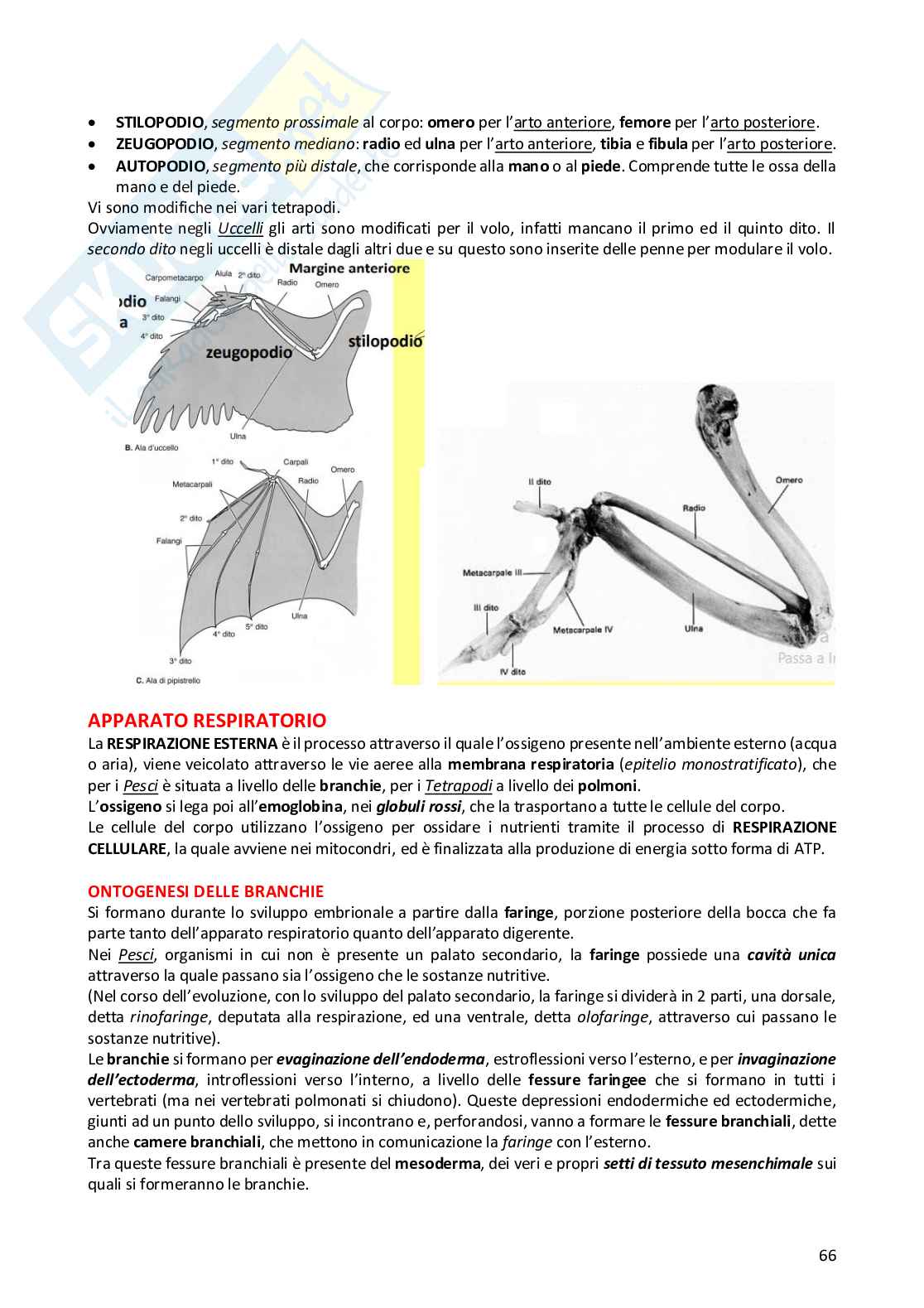 Anatomia comparata dei vertebrati Pag. 66
