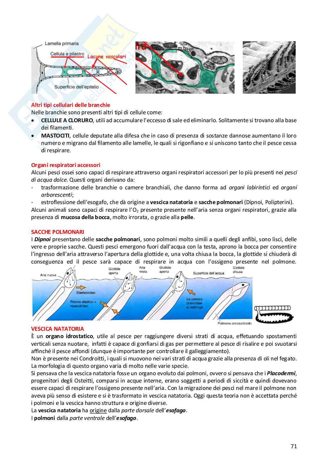 Anatomia comparata dei vertebrati Pag. 71