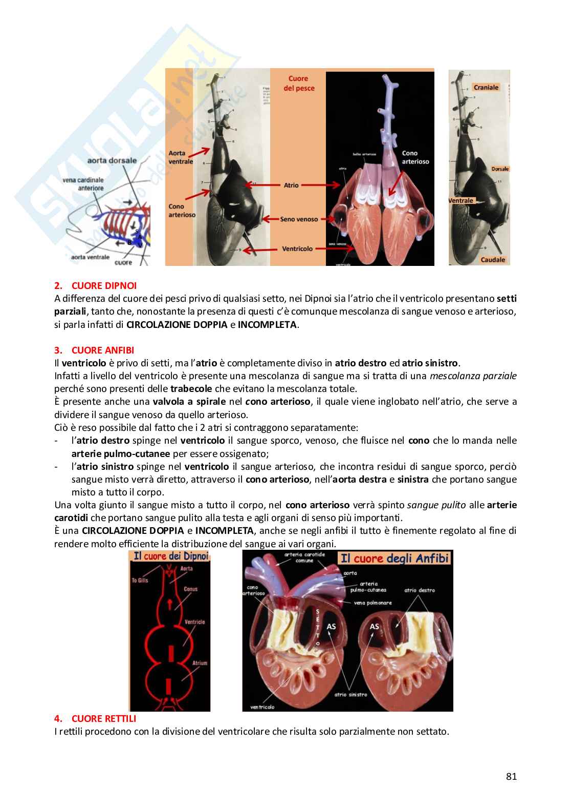 Anatomia comparata dei vertebrati Pag. 81
