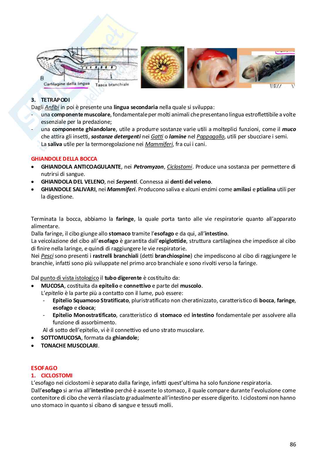 Anatomia comparata dei vertebrati Pag. 86