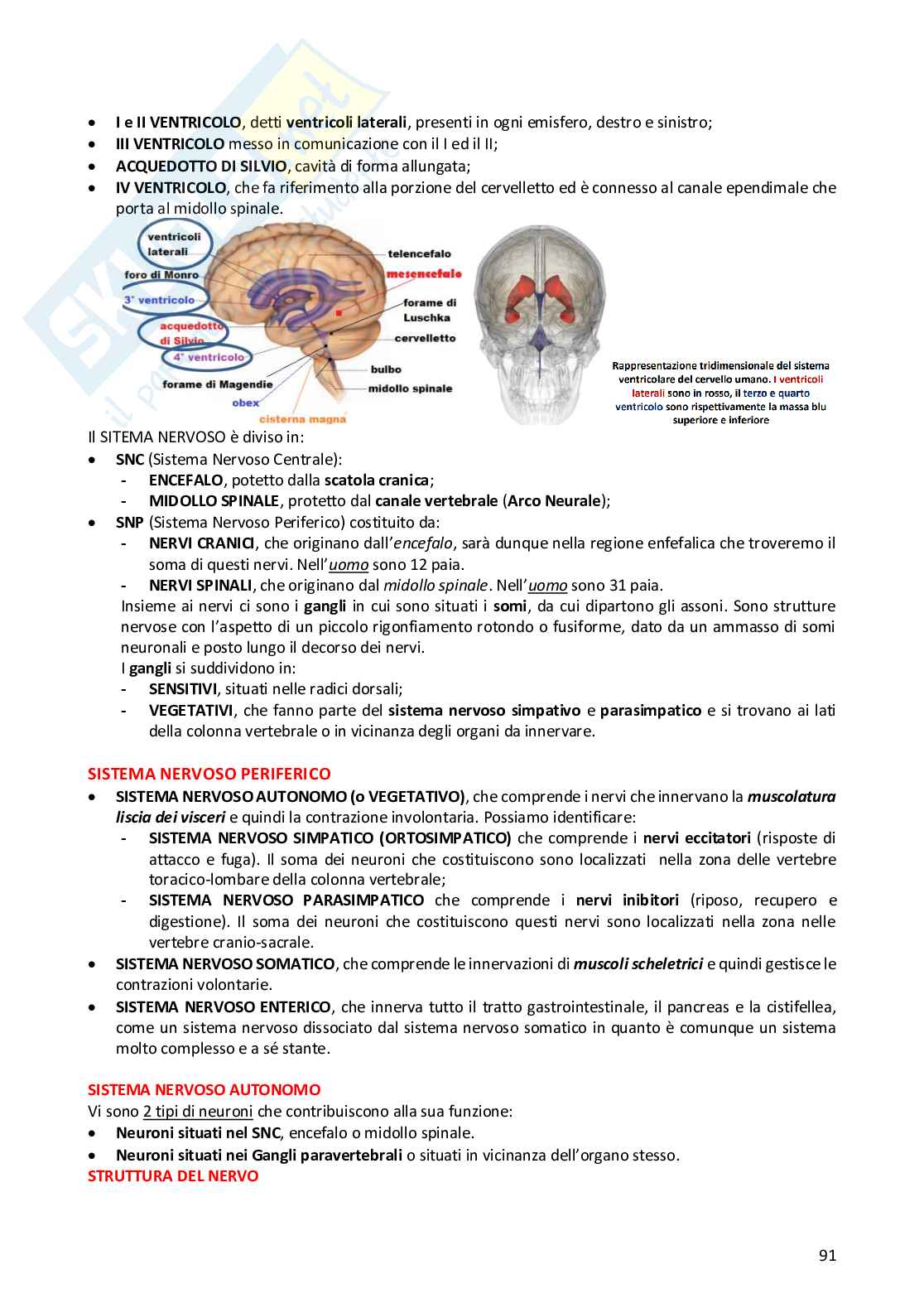 Anatomia comparata dei vertebrati Pag. 91