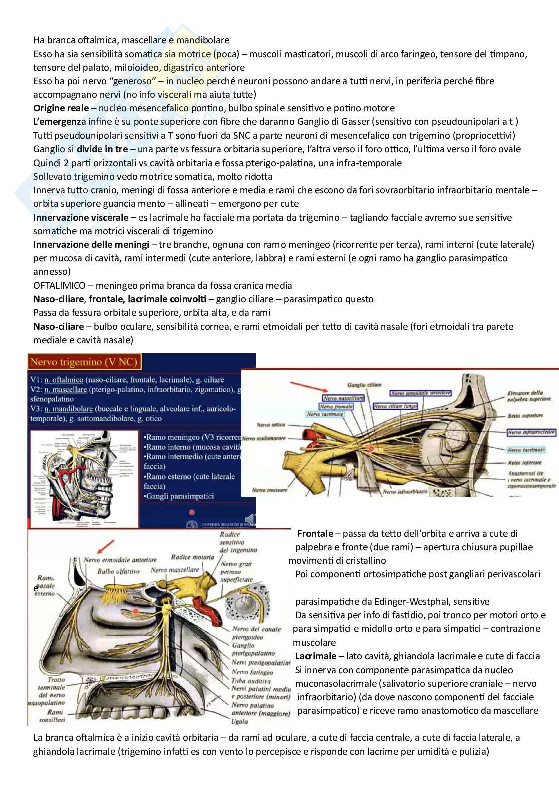 Riassunto esame Anatomia umana, Prof. Canella Maria, libro consigliato Anastasi , Anastasi Pag. 51