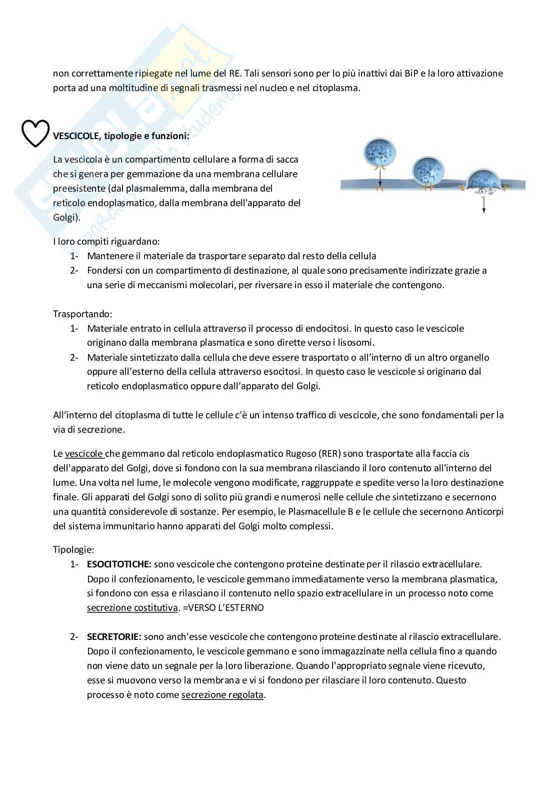 Cellula eucariotica Pag. 31