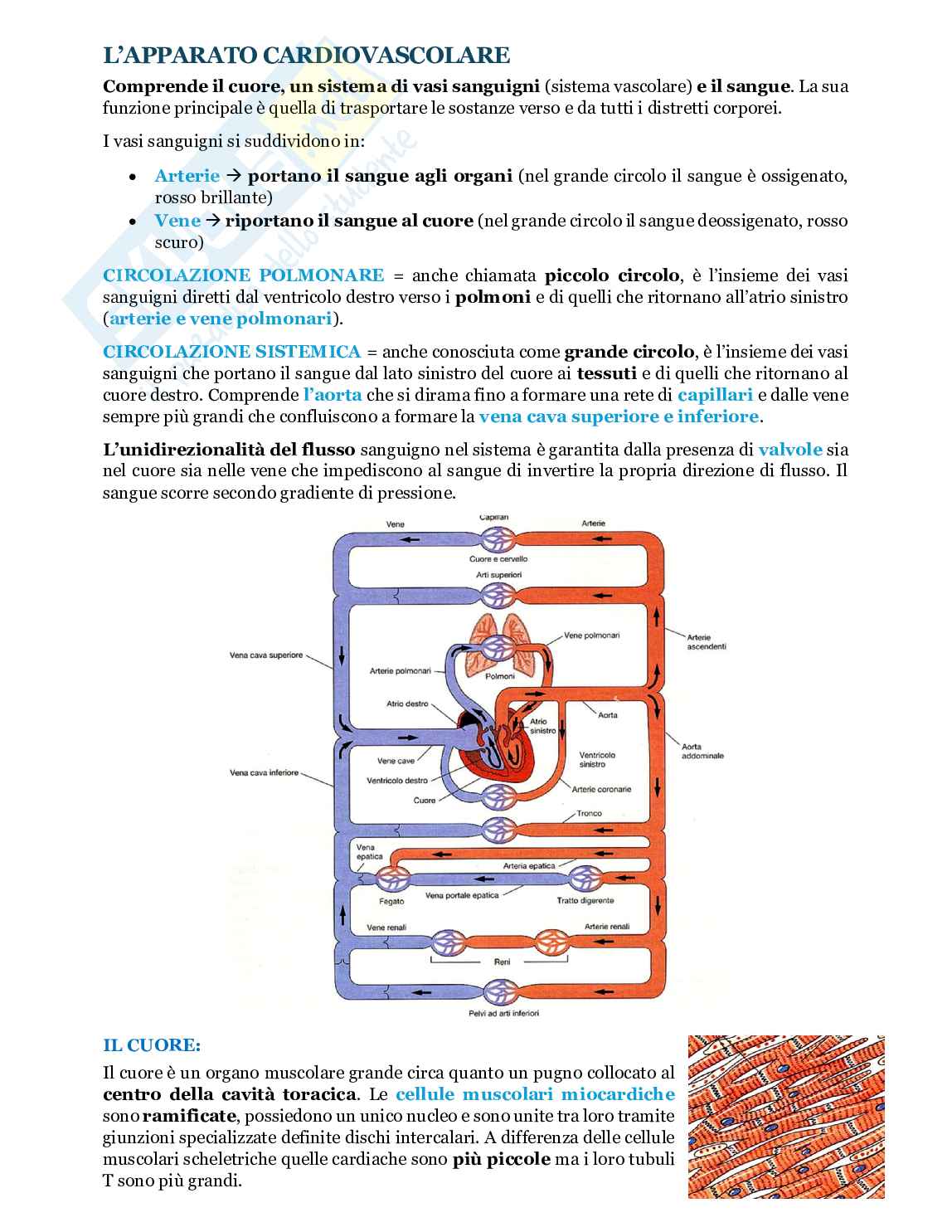 Fondamenti biologia, anatomia e fisiologia - Parte 3 Pag. 2