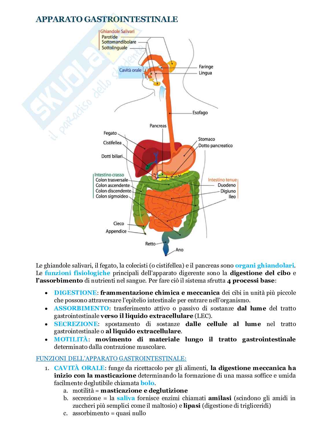 Fondamenti biologia, anatomia e fisiologia - Parte 3 Pag. 26
