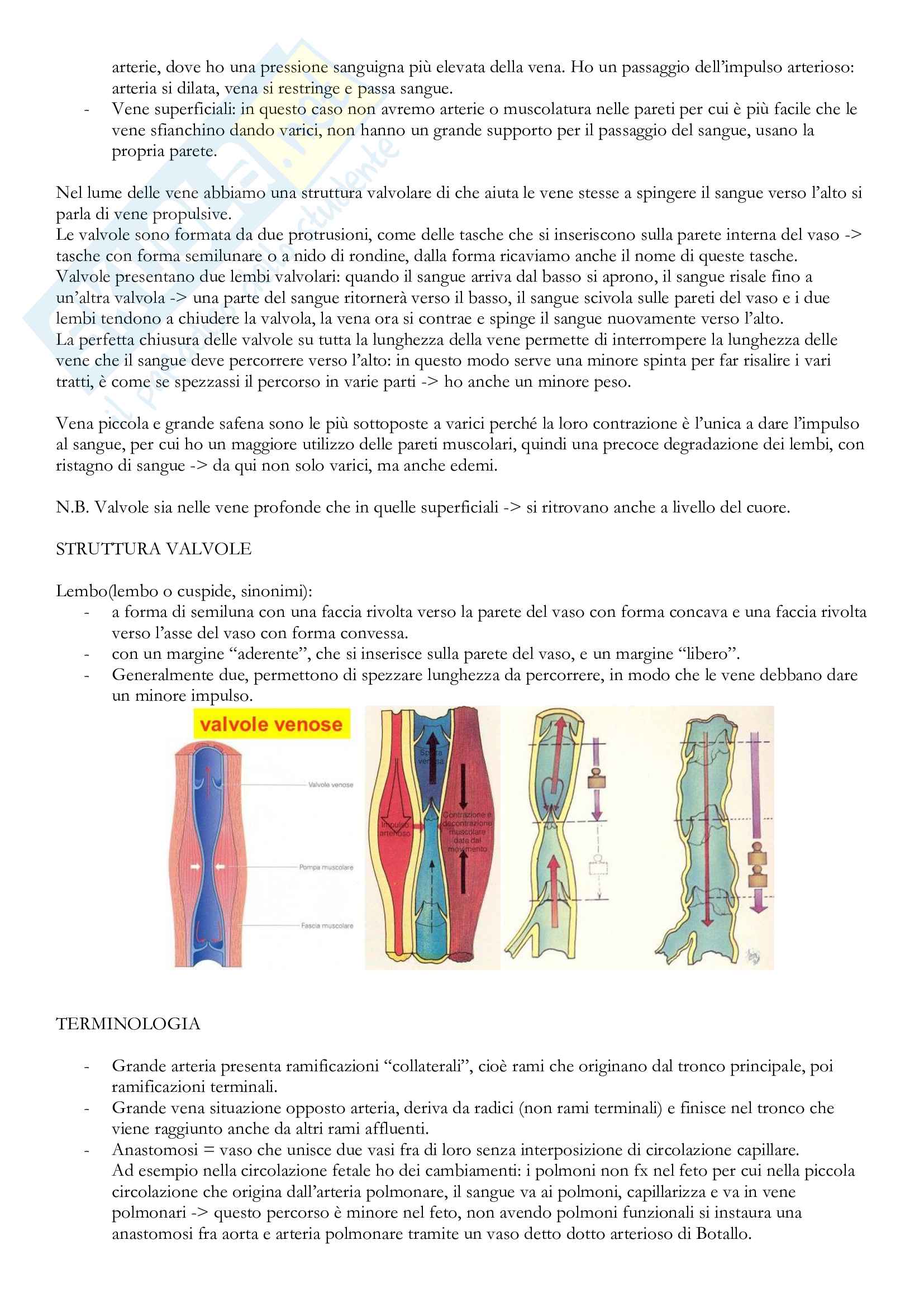 Concetti e lezioni di Anatomia Umana Pag. 11