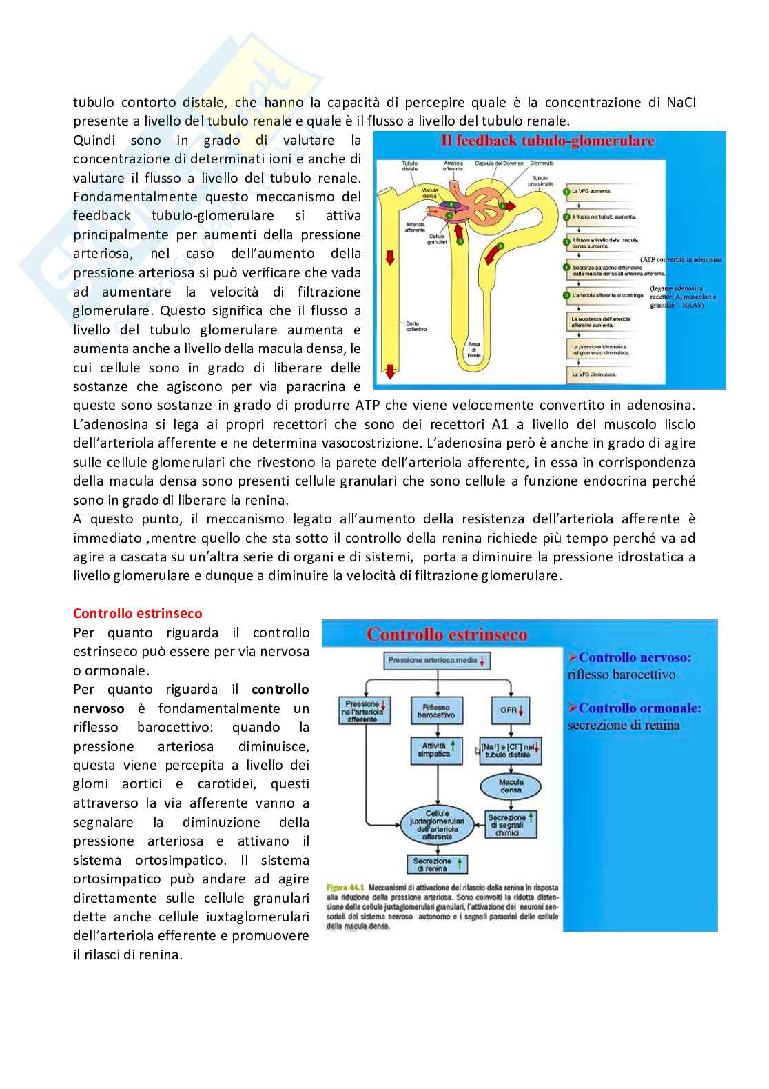 Fisiologia generale - Parte 8 Pag. 26