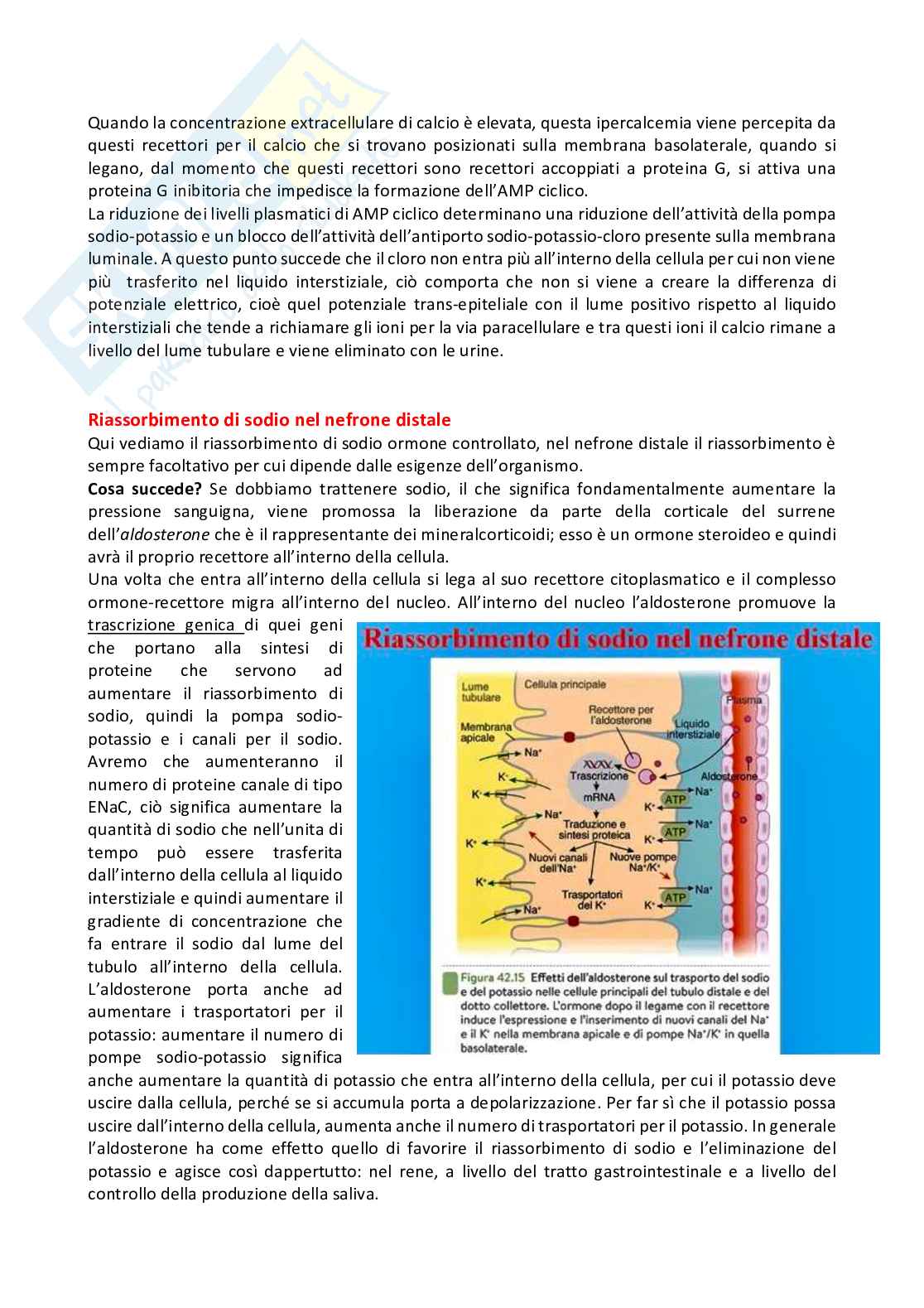Fisiologia generale - Parte 8 Pag. 31