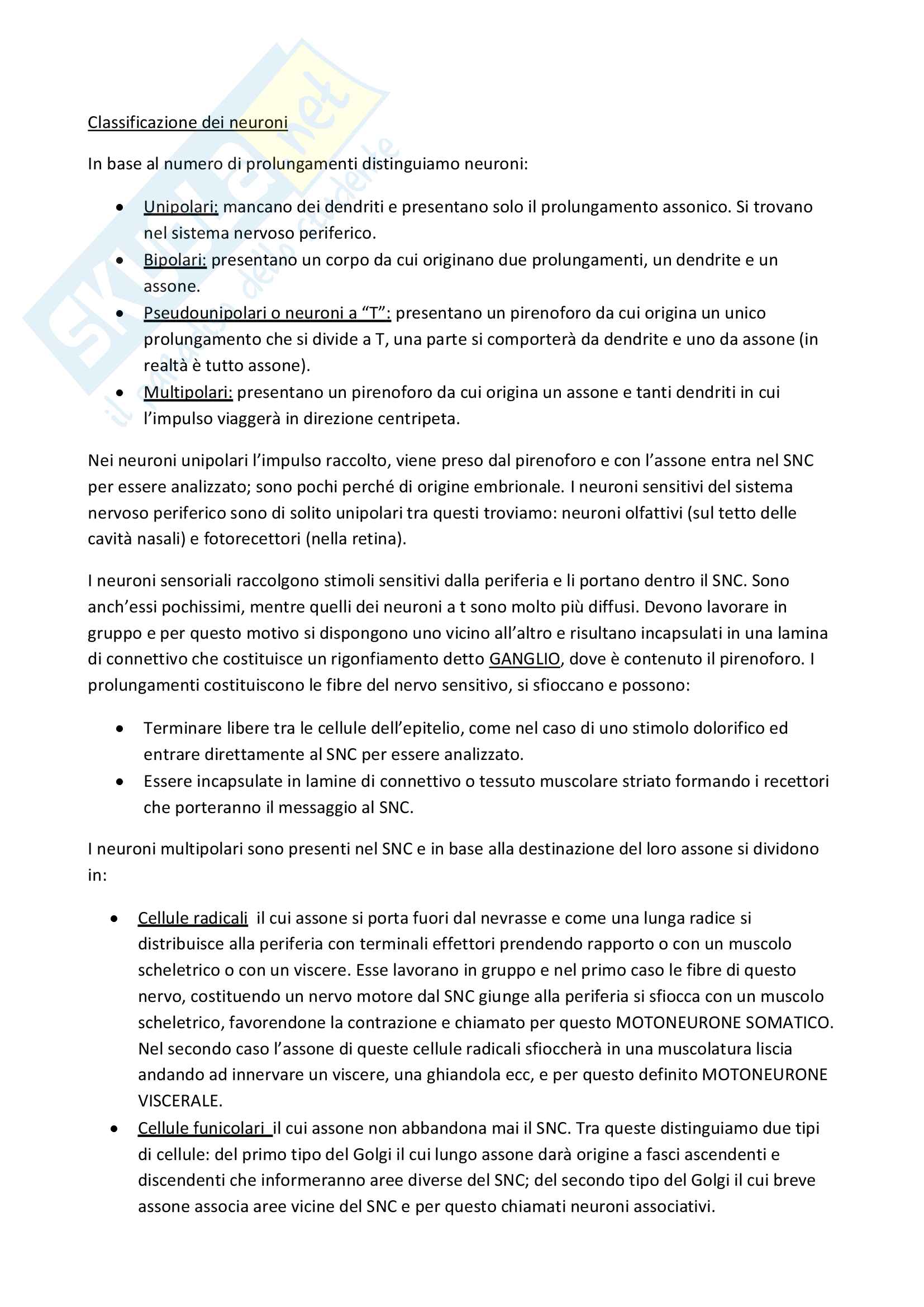 Appunti Sistema Nervoso - Anatomia Pag. 2