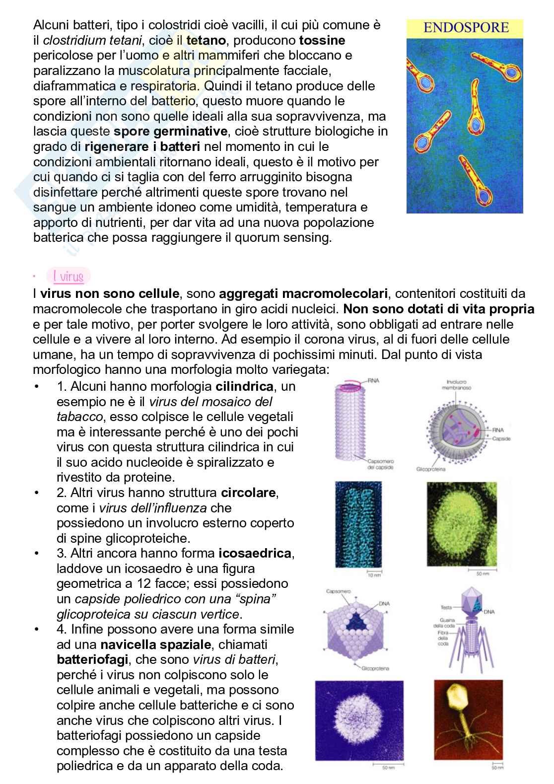 Riassunto esame Biologia animale, Prof. Nonnis Marzano Francesco, libro consigliato Biologia - VIII Edizione, E.P. Solomon, C.E. Martin, D.W. Martin, L.R. Berg Pag. 31