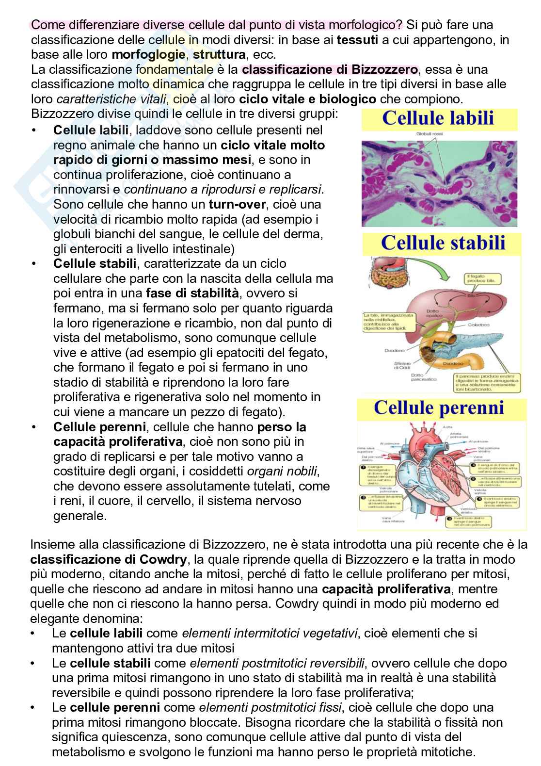 Riassunto esame Biologia animale, Prof. Nonnis Marzano Francesco, libro consigliato Biologia - VIII Edizione, E.P. Solomon, C.E. Martin, D.W. Martin, L.R. Berg Pag. 36