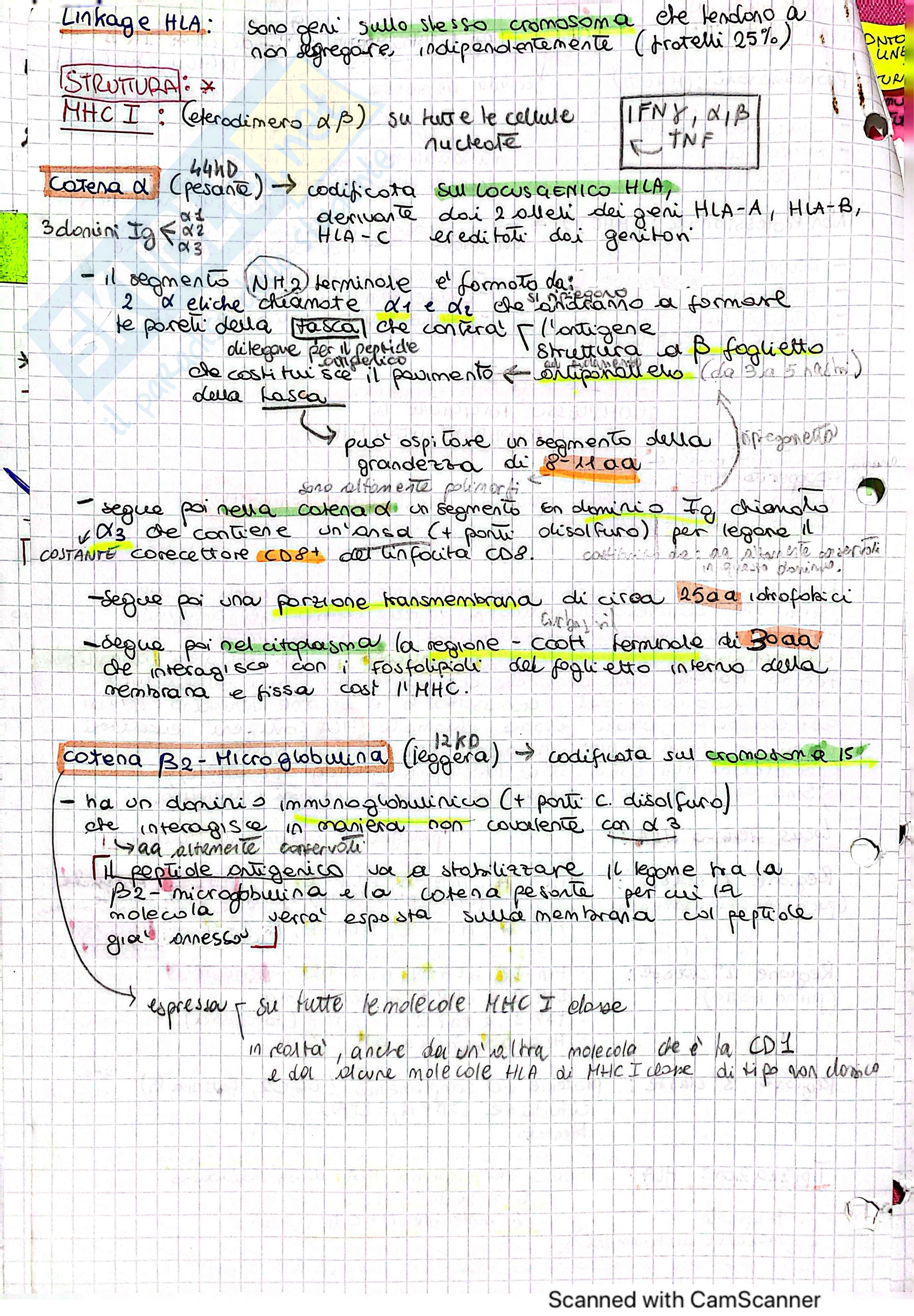 Processamento antigene e attivazione dei T, MHC Pag. 2