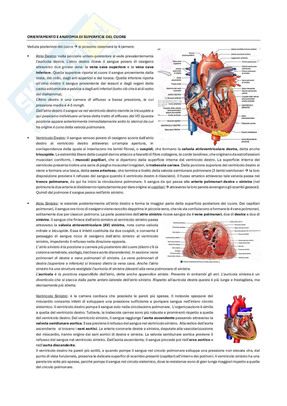 Malattie dell’apparato cardiovascolare Pag. 2