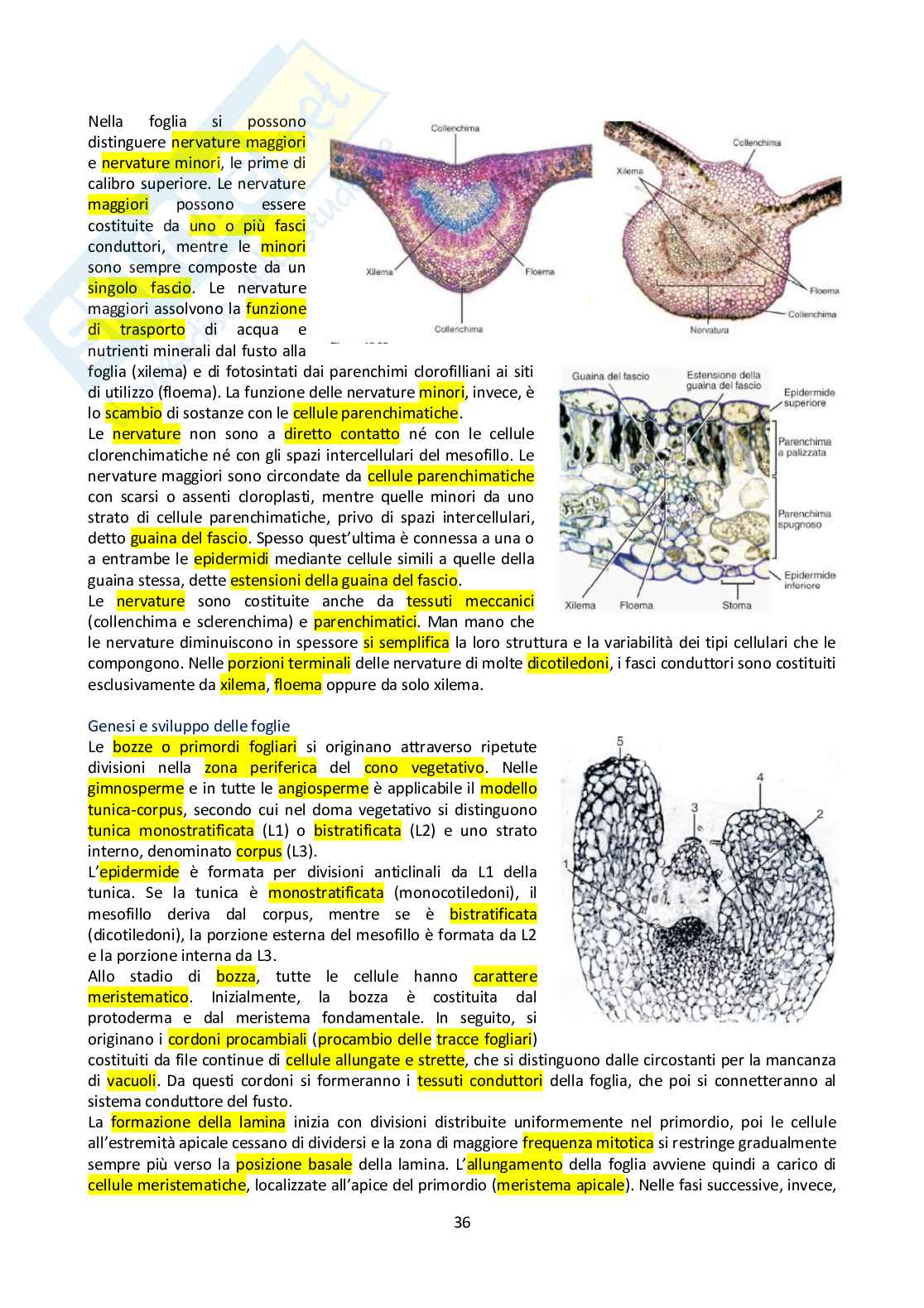 Appunti di Botanica generale Pag. 36