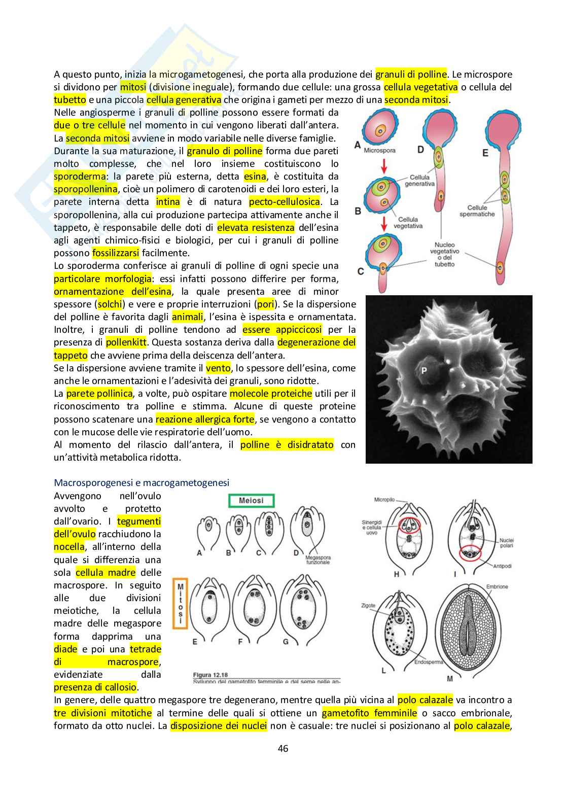 Appunti di Botanica generale Pag. 46