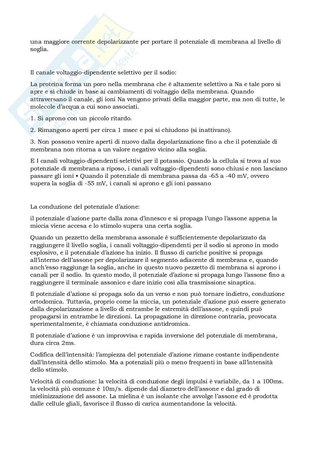 Prova parziale di Elementi di neuroscienze Pag. 11