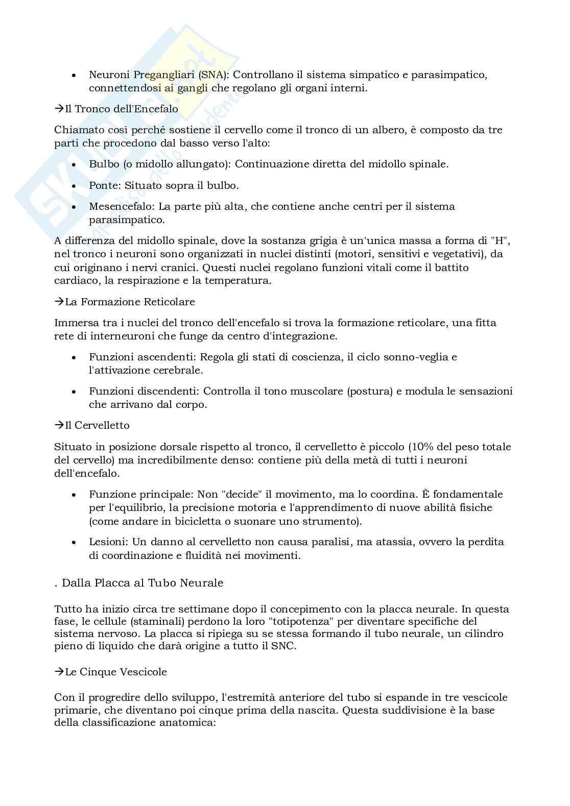 Prova parziale di Elementi di neuroscienze Pag. 26