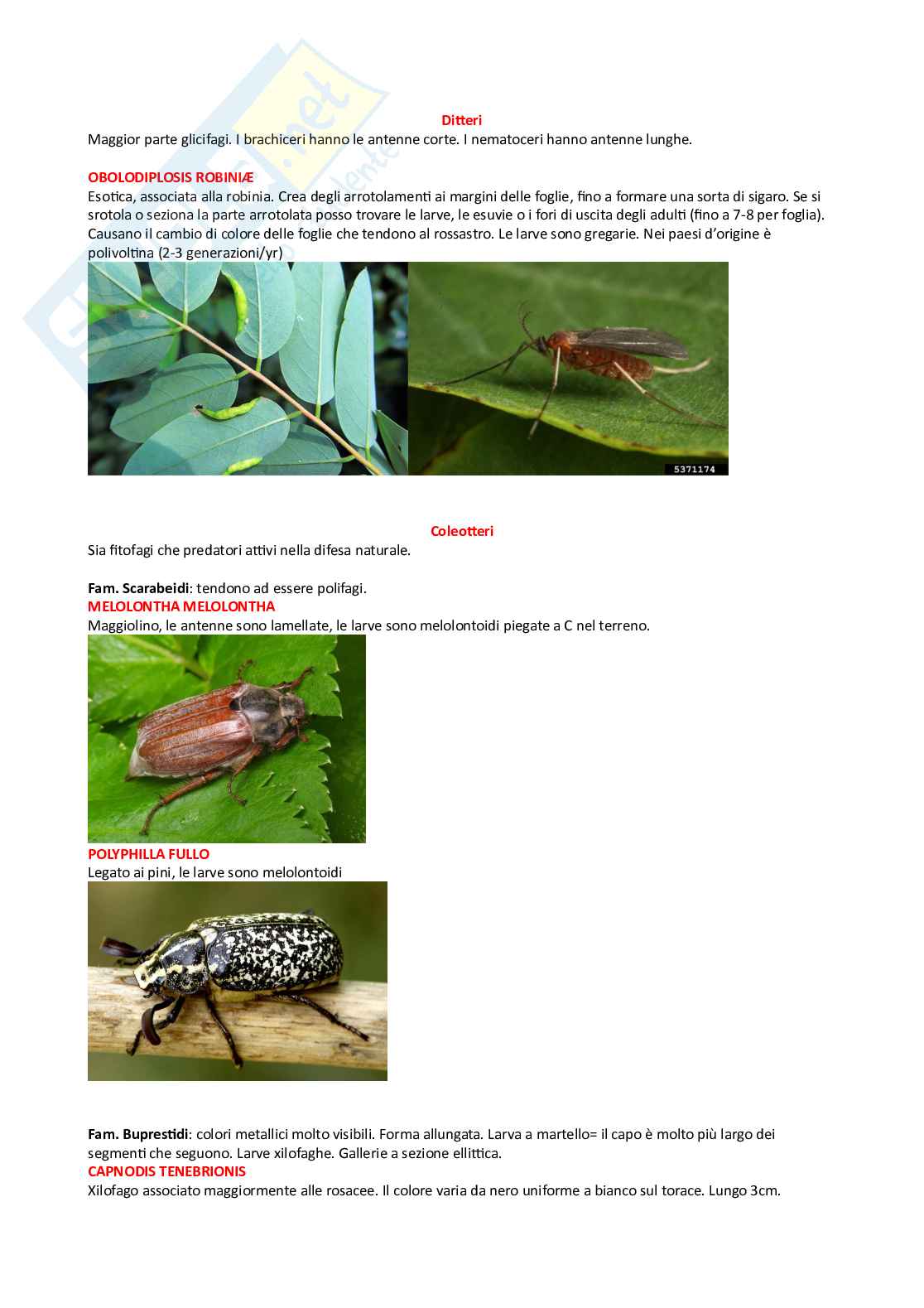 Entomologia generale e applicata 3 Pag. 2