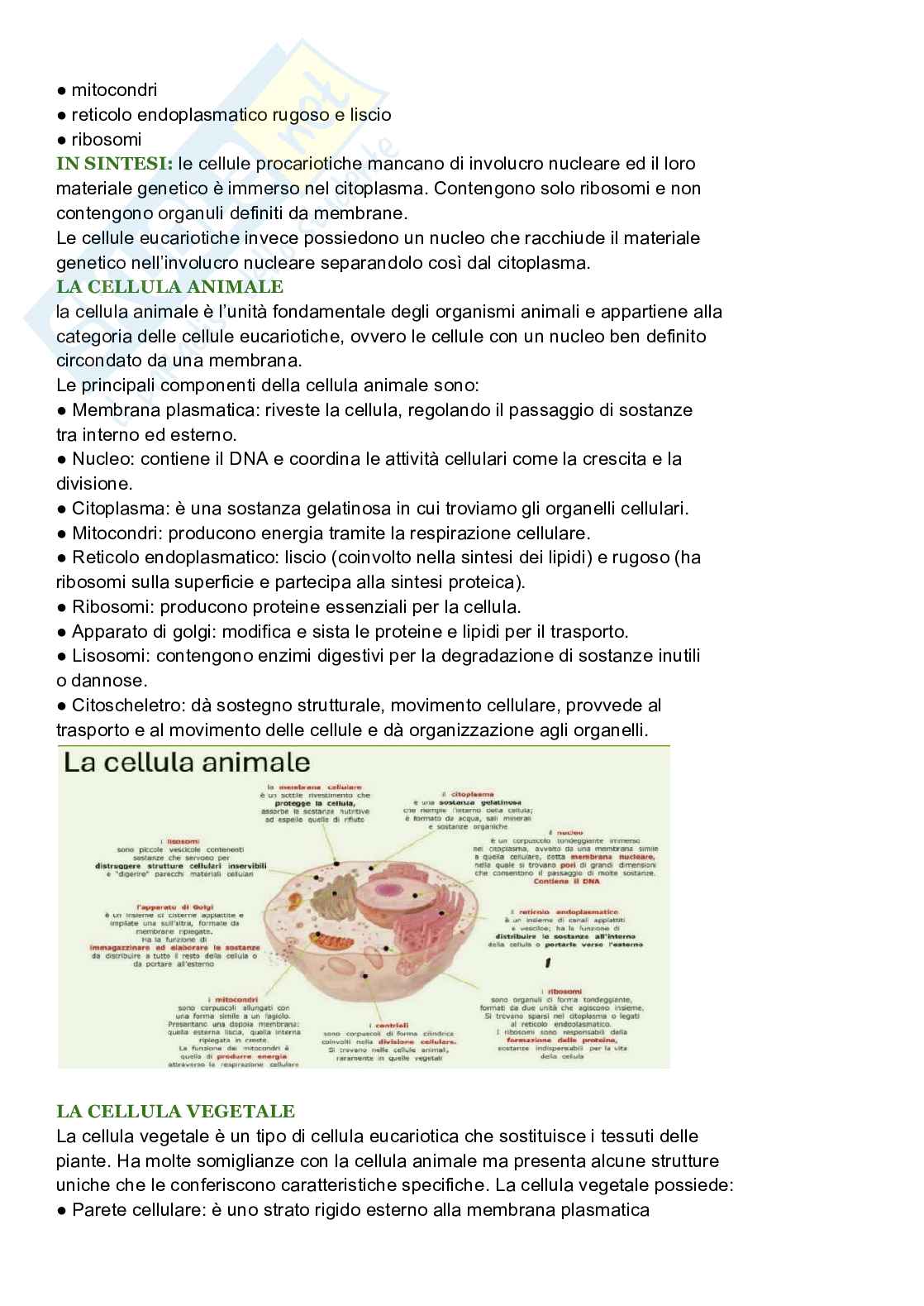 Riassunto esame Biologia cellulare, Prof. De Nisco Alessandro, libro consigliato Biologia sistematica vegetale , Zanichelli  Pag. 11