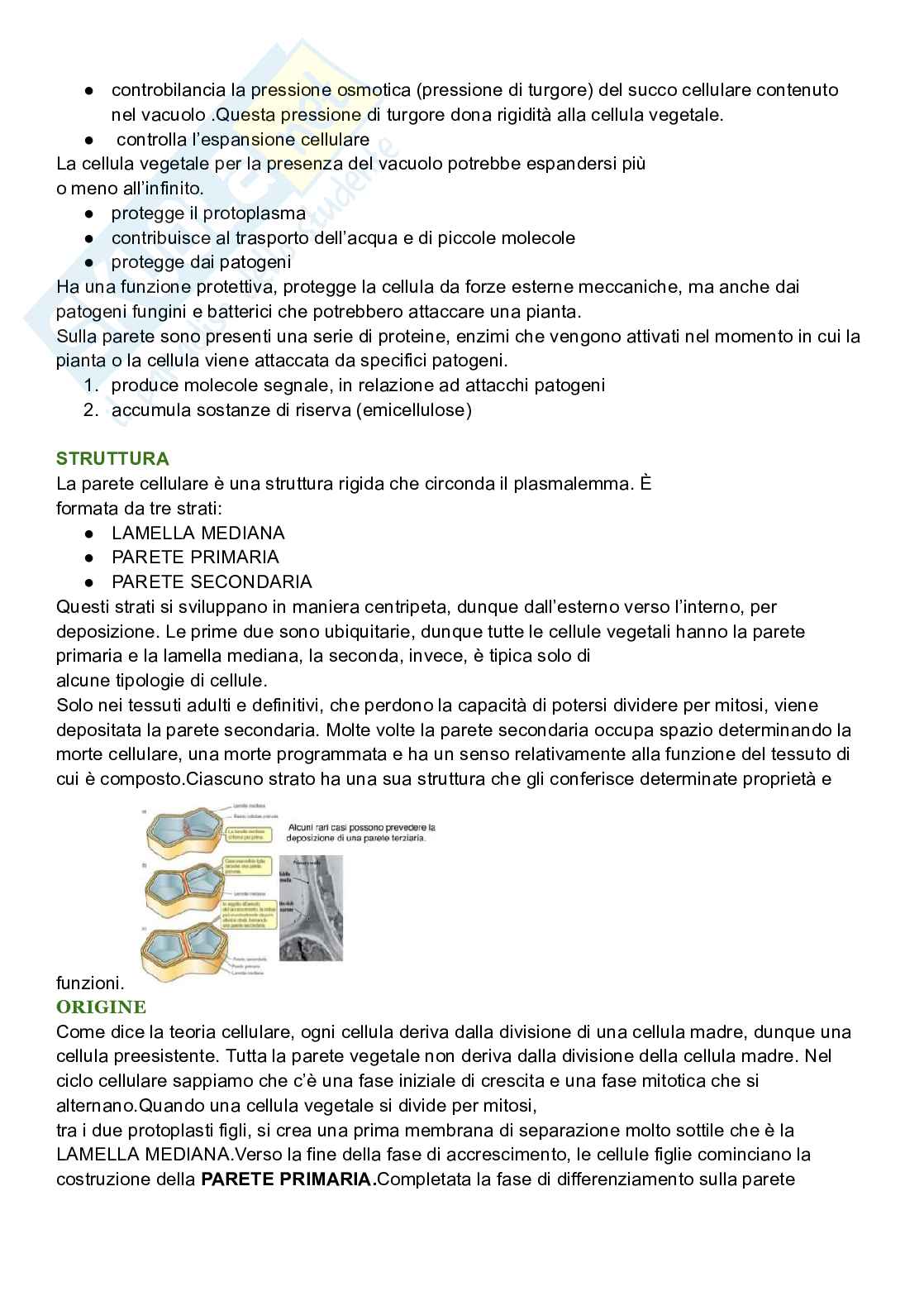 Riassunto esame Biologia cellulare, Prof. De Nisco Alessandro, libro consigliato Biologia sistematica vegetale , Zanichelli  Pag. 16