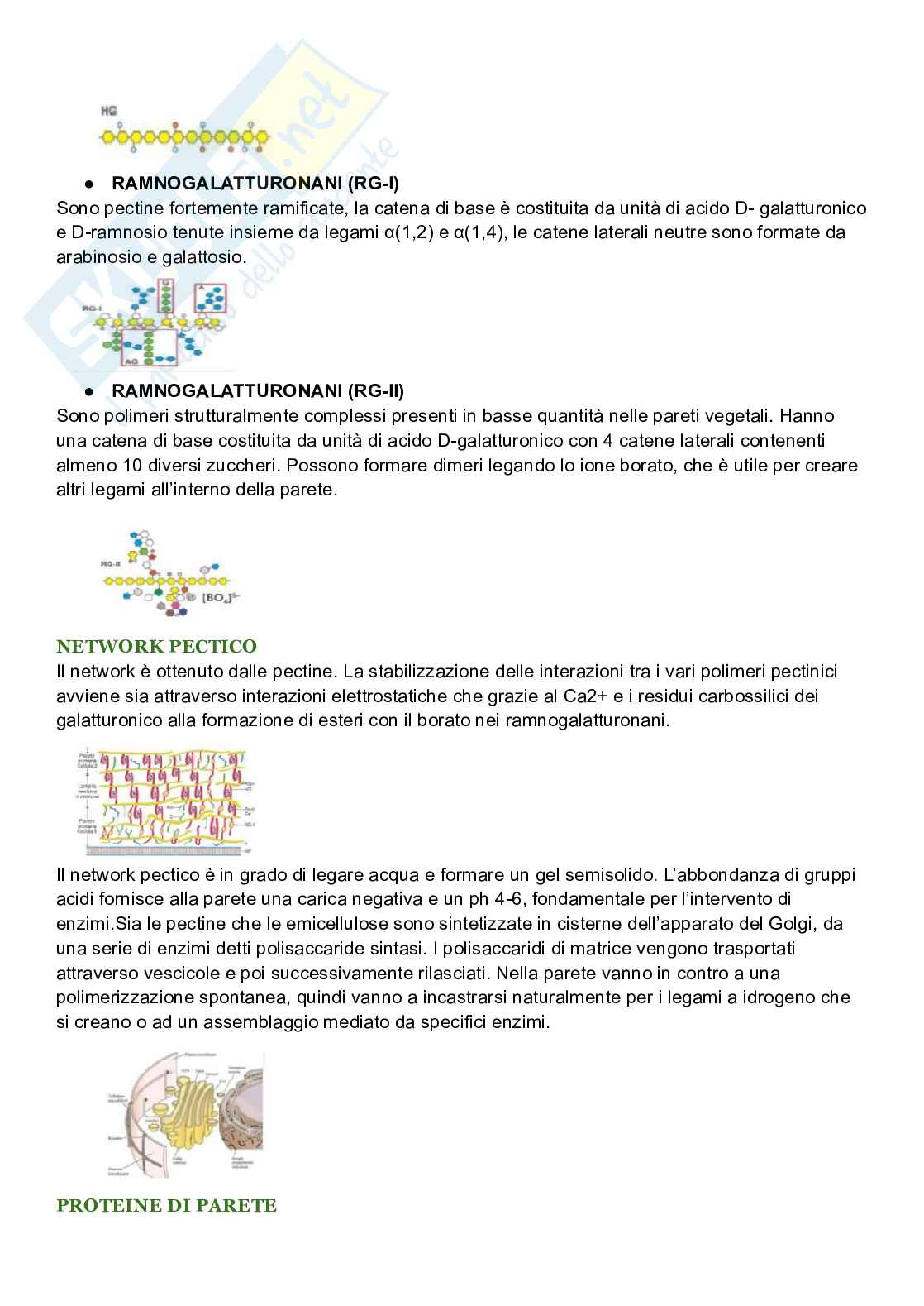 Riassunto esame Biologia cellulare, Prof. De Nisco Alessandro, libro consigliato Biologia sistematica vegetale , Zanichelli  Pag. 21