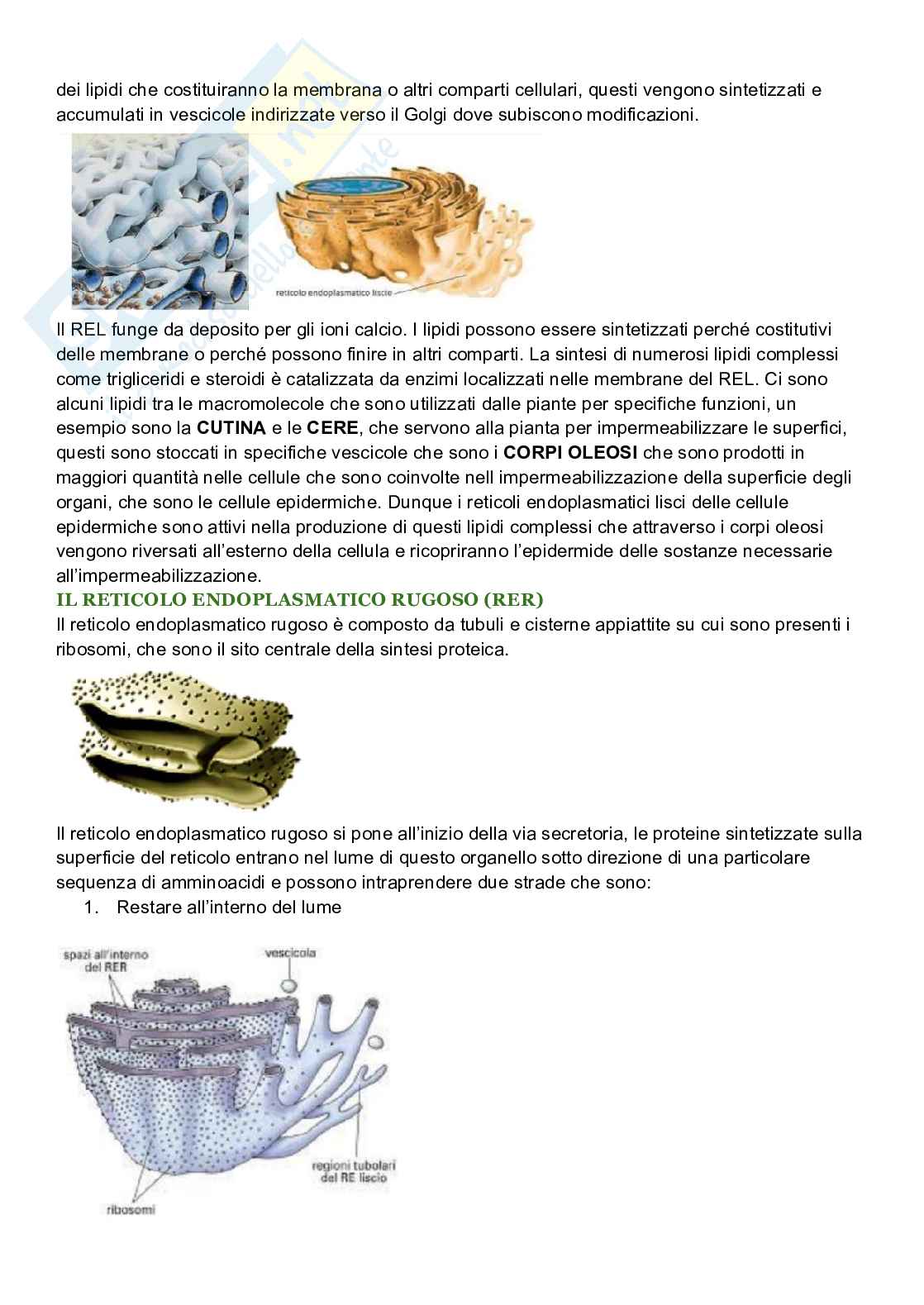 Riassunto esame Biologia cellulare, Prof. De Nisco Alessandro, libro consigliato Biologia sistematica vegetale , Zanichelli  Pag. 41