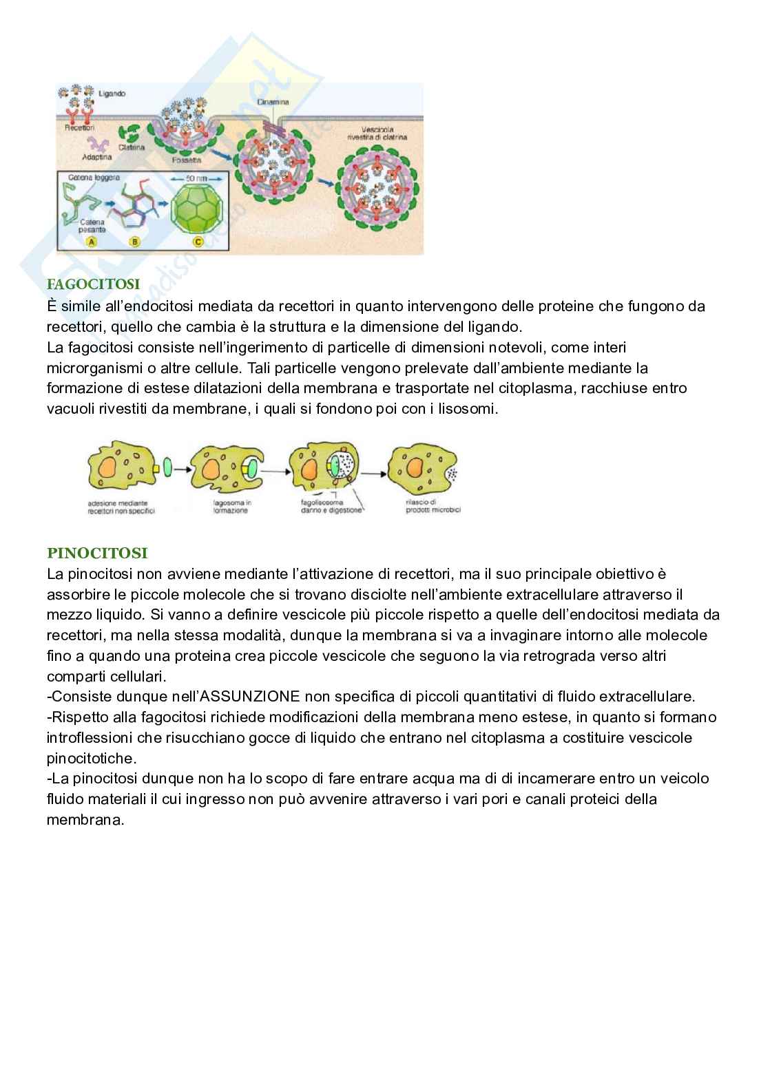 Riassunto esame Biologia cellulare, Prof. De Nisco Alessandro, libro consigliato Biologia sistematica vegetale , Zanichelli  Pag. 46