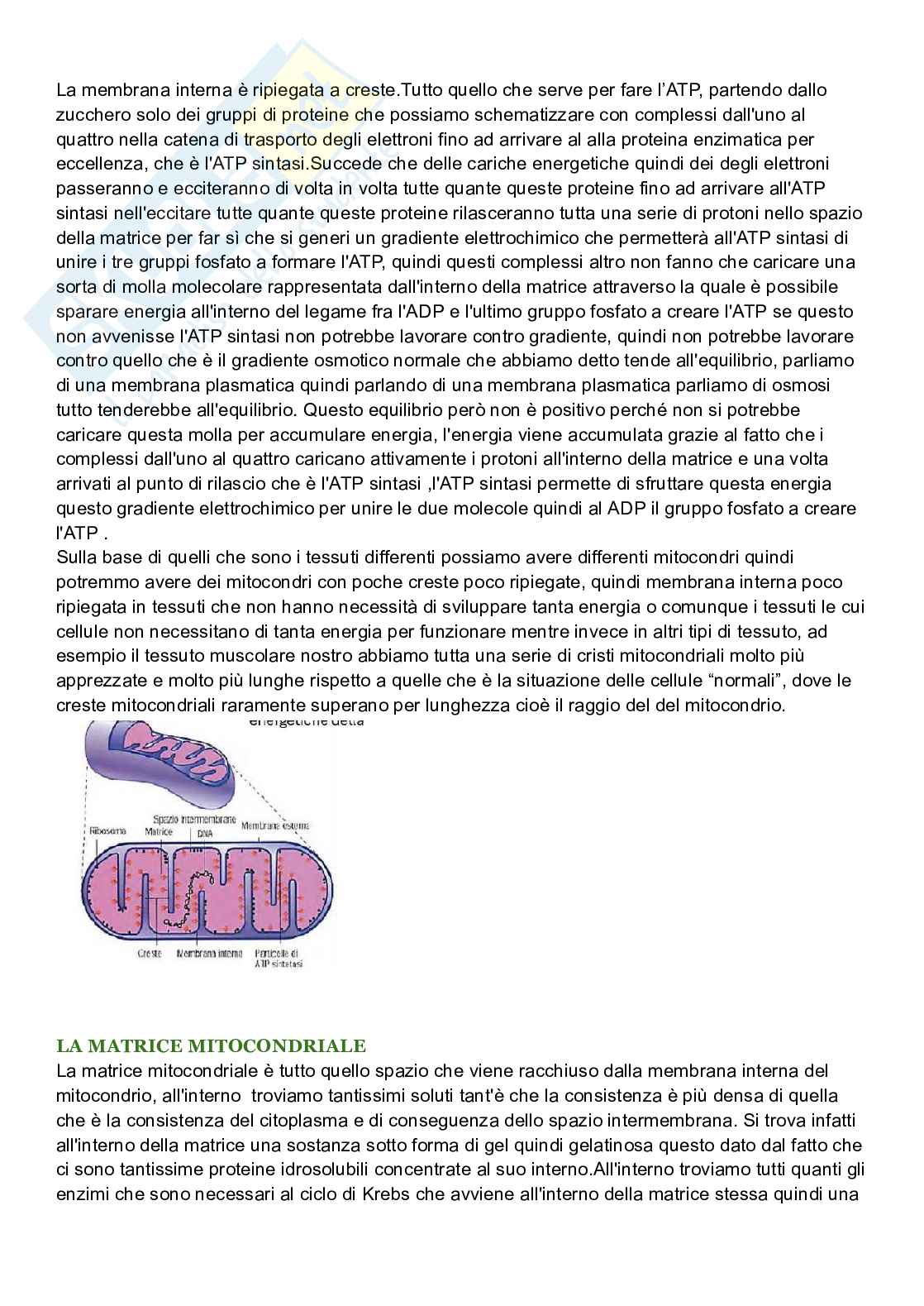 Riassunto esame Biologia cellulare, Prof. De Nisco Alessandro, libro consigliato Biologia sistematica vegetale , Zanichelli  Pag. 56
