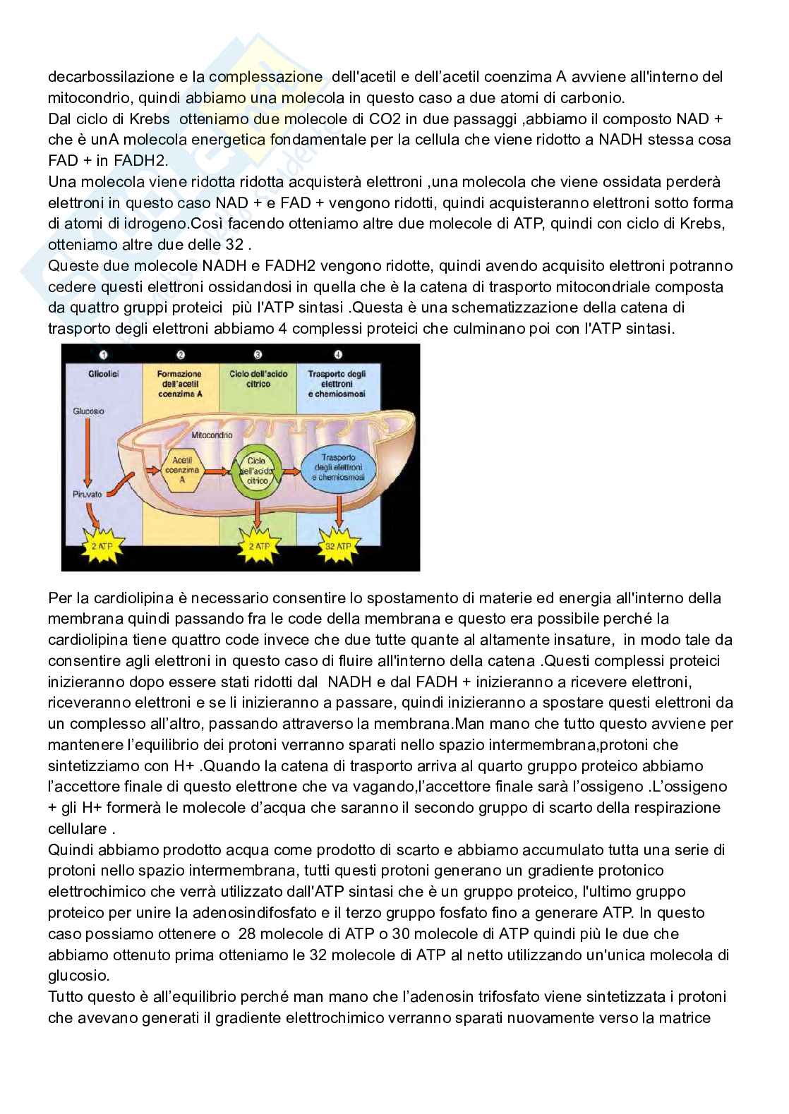 Riassunto esame Biologia cellulare, Prof. De Nisco Alessandro, libro consigliato Biologia sistematica vegetale , Zanichelli  Pag. 61