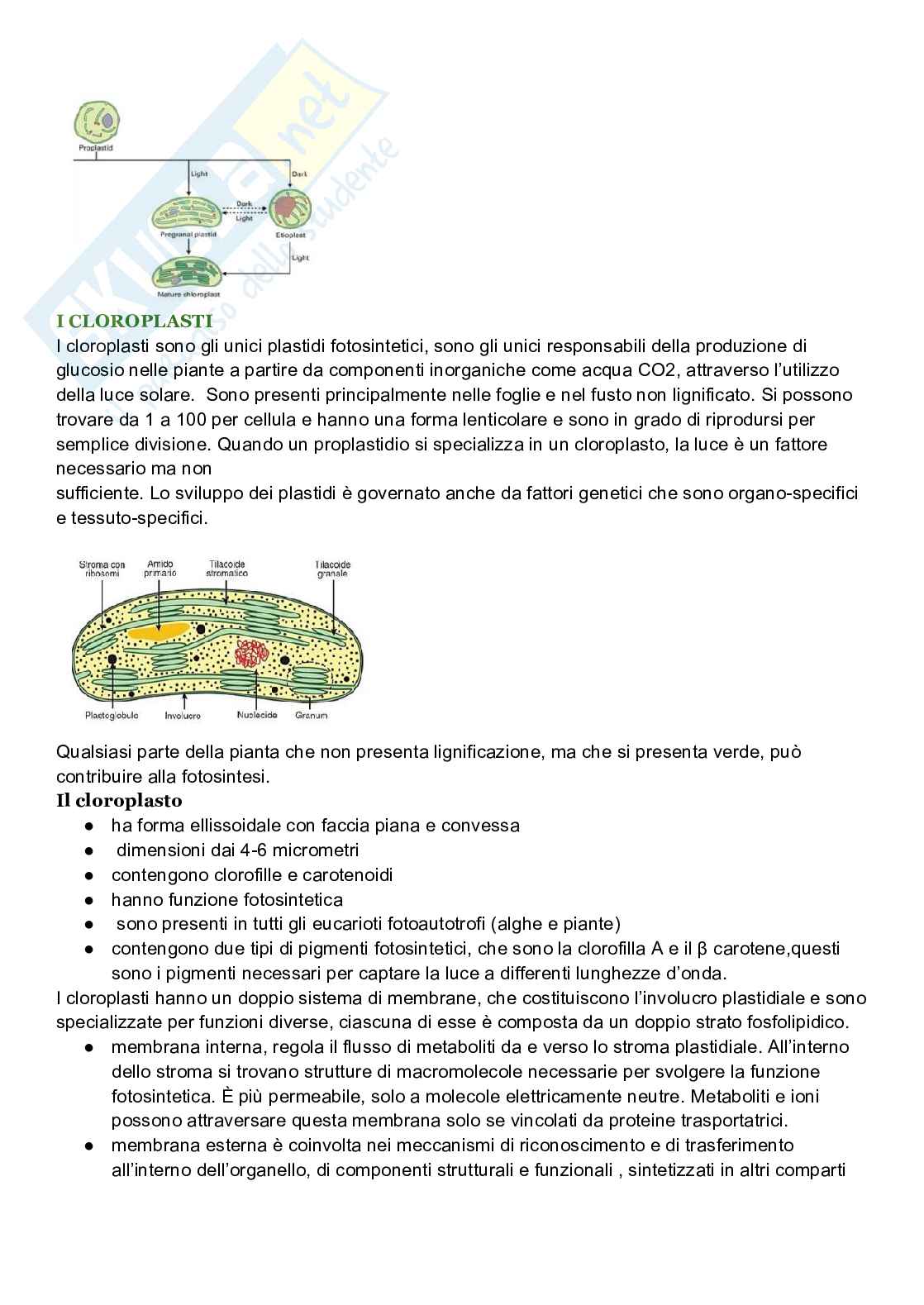 Riassunto esame Biologia cellulare, Prof. De Nisco Alessandro, libro consigliato Biologia sistematica vegetale , Zanichelli  Pag. 66