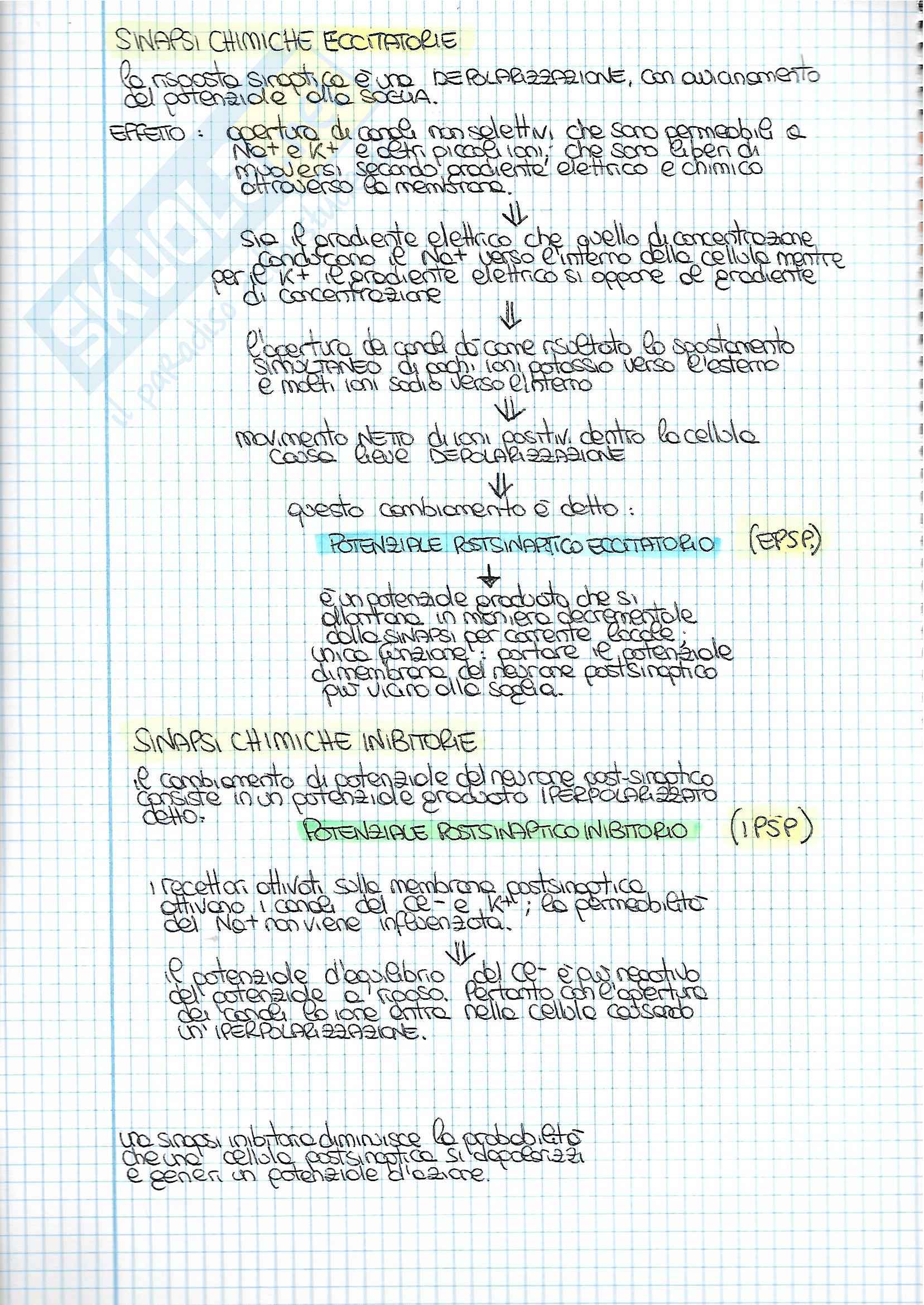 Riassunti dettagliati esame Fisiologia, prof. Macaluso, libri consigliati Fisiologia, Vander; Fisiologia dello Sport, Wilmore e Costill Pag. 16