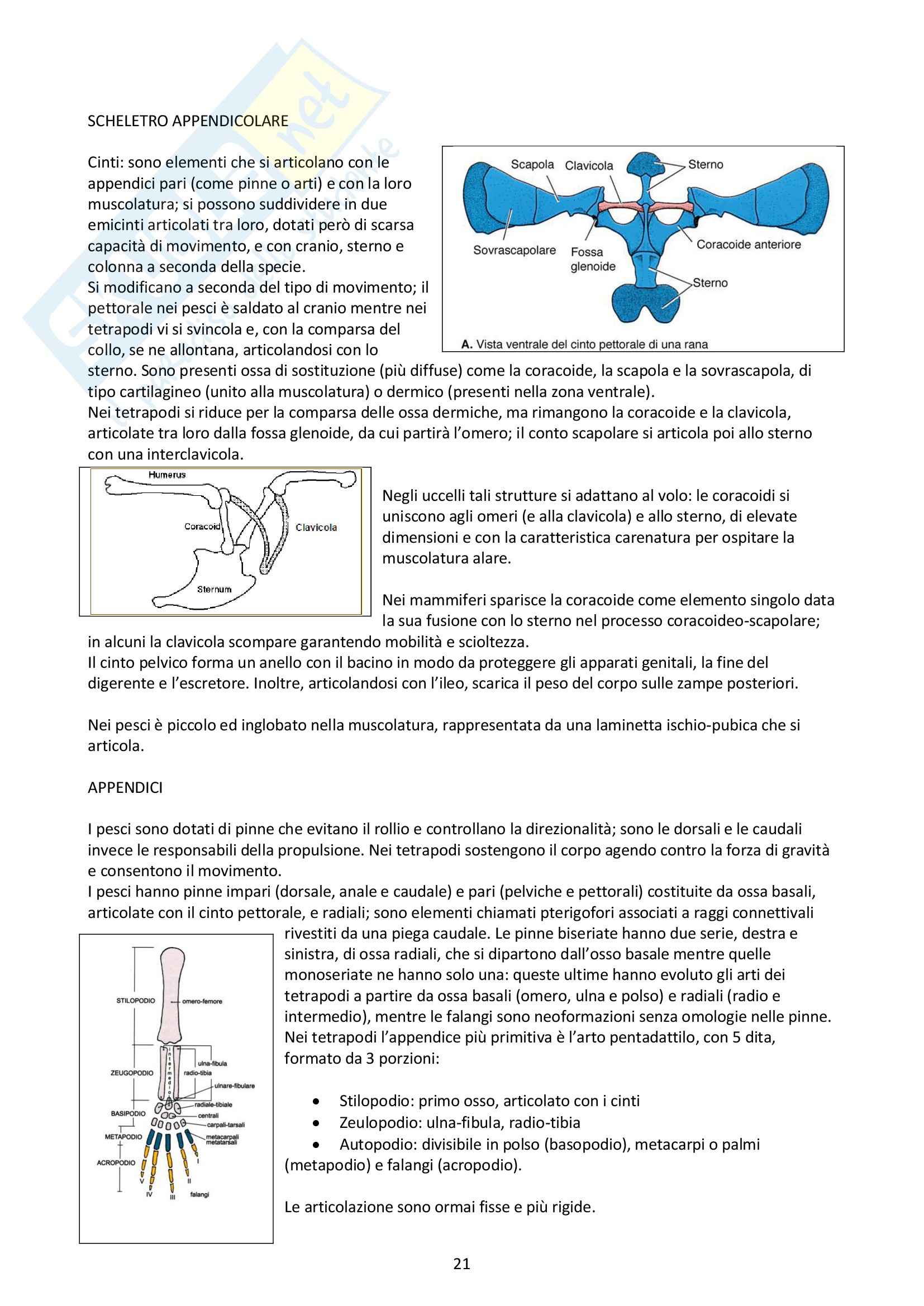 Concetti di Anatomia comparata