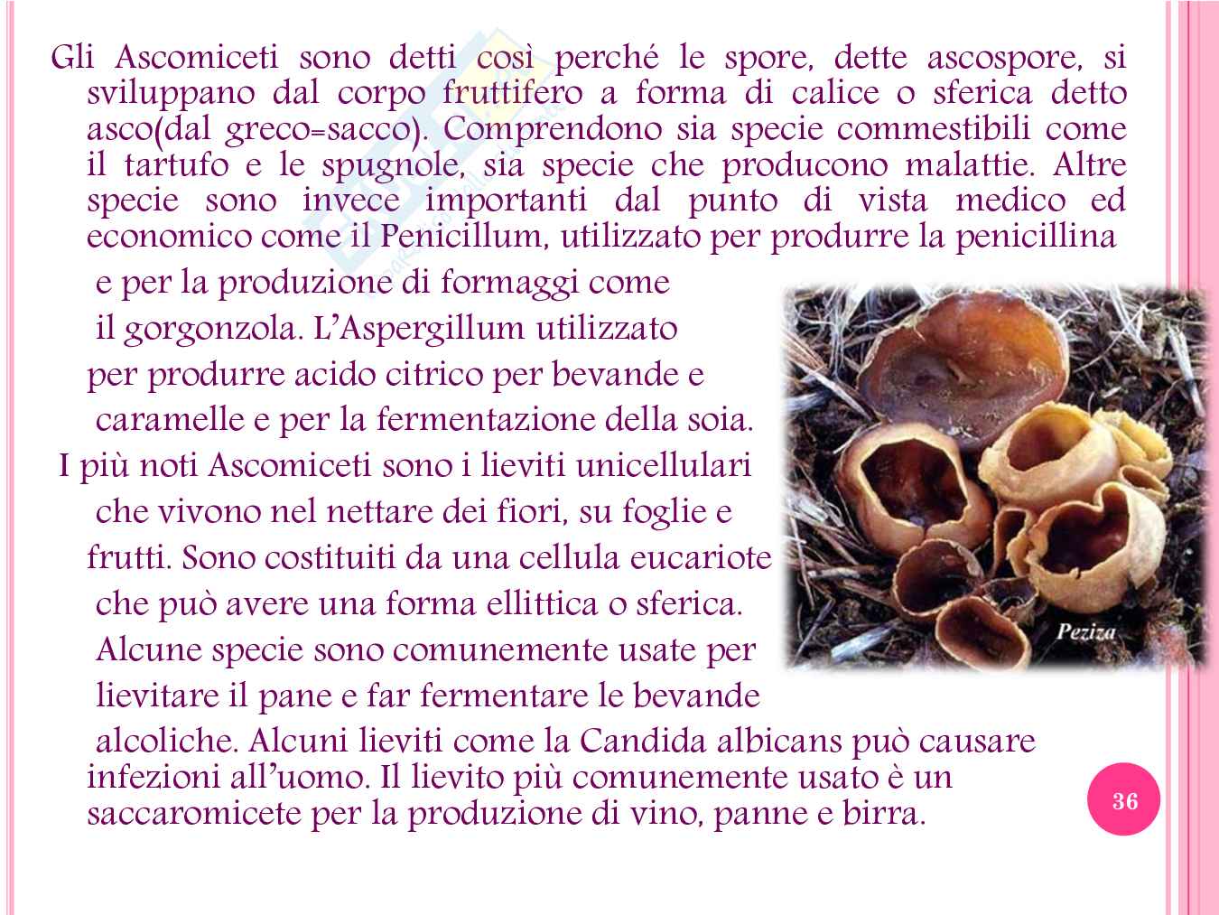 Alice nel paese delle meraviglie tra sogno e realtà - Tesina per Liceo scientifico Pag. 36