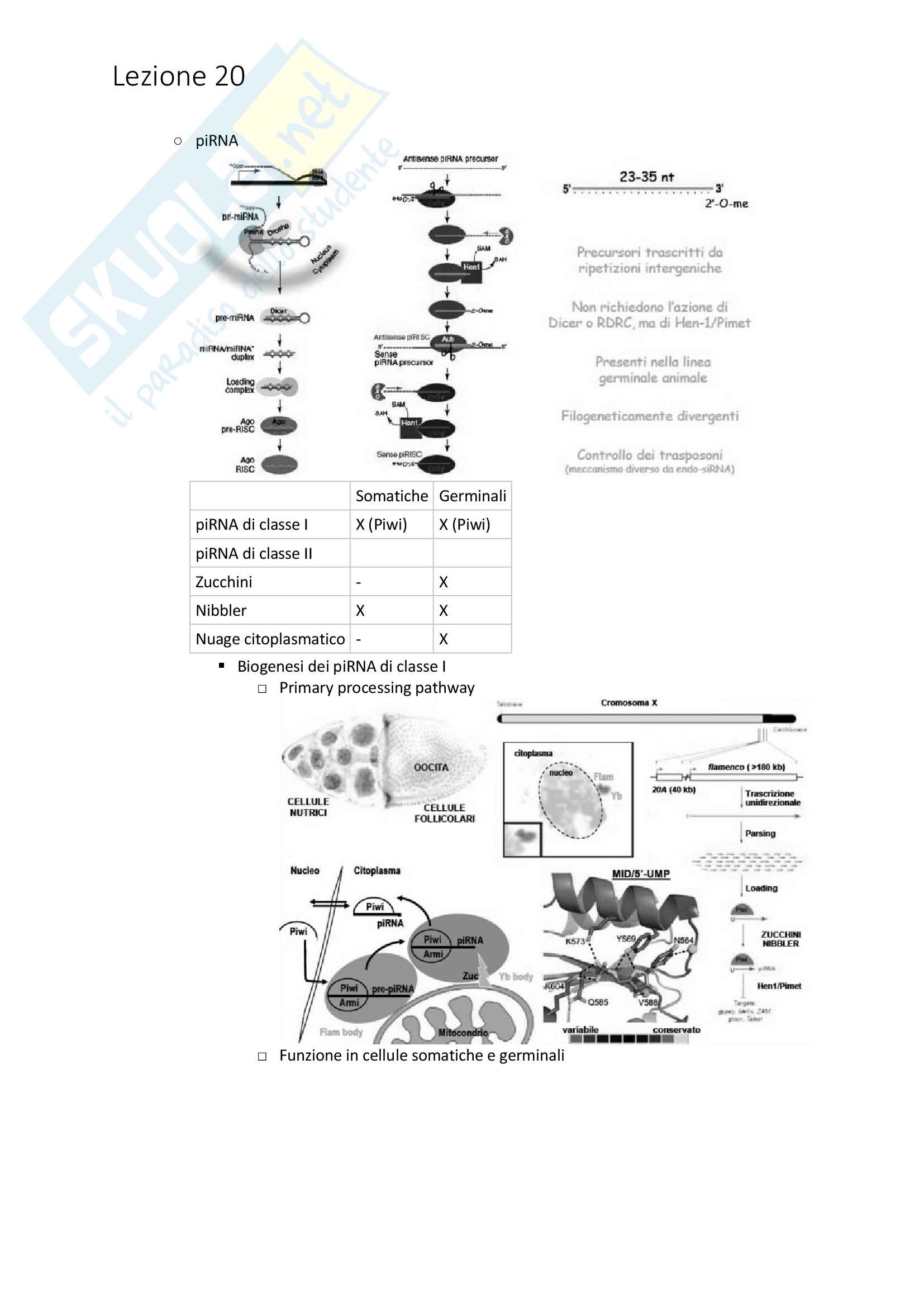 Appunti di Biologia Molecolare Avanzata Pag. 66