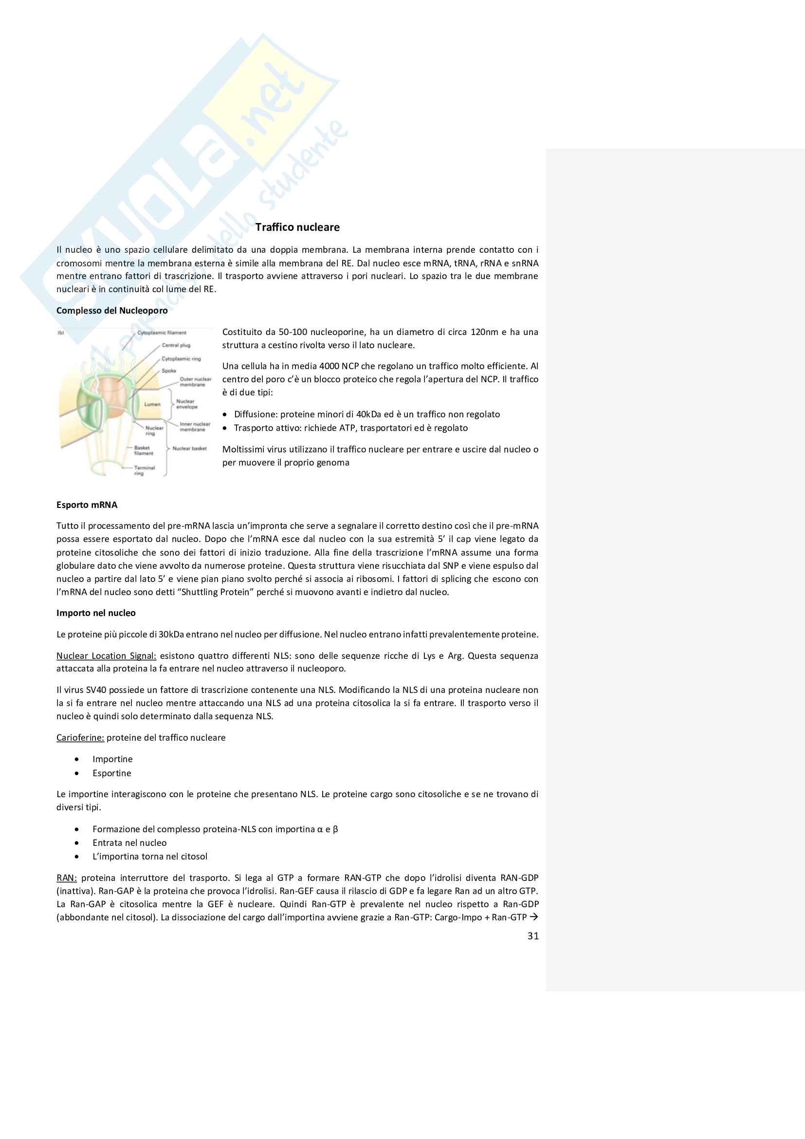 Biologia Molecolare, prof Barabino Pag. 31