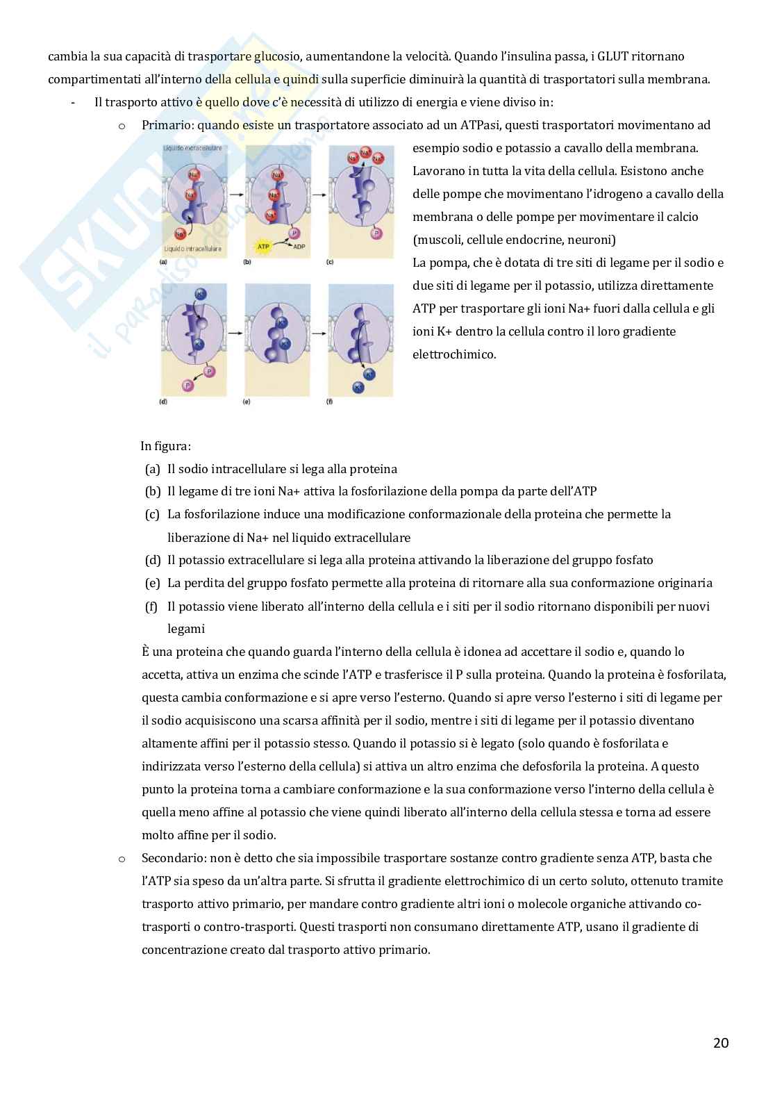 Fisiologia umana Pag. 21