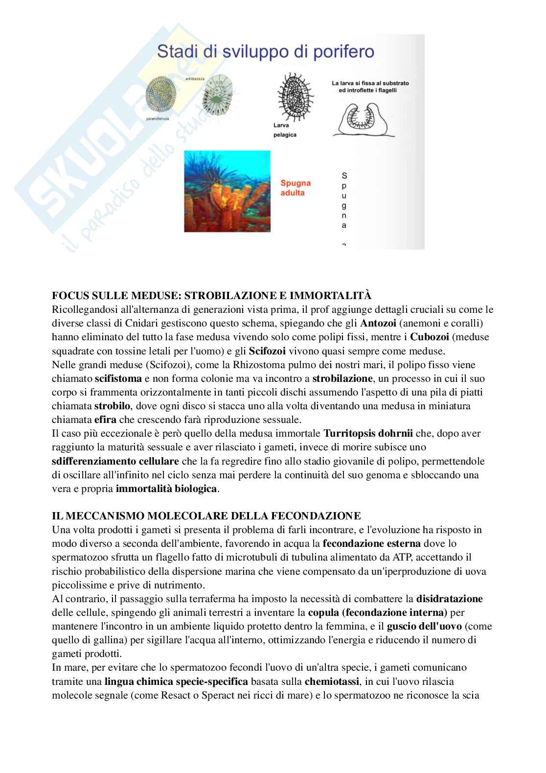 Riassunto esame Biologia, Prof. Di Cristo Carlo, libro consigliato Appunti di zoologia , D’Aniello  Pag. 26