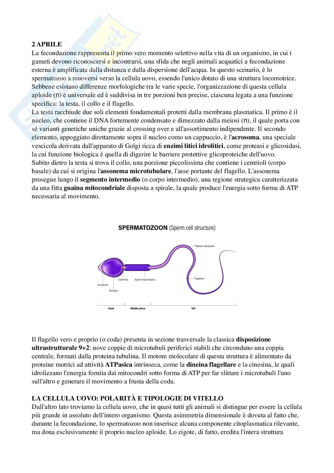 Riassunto esame Biologia, Prof. Di Cristo Carlo, libro consigliato Appunti di zoologia , D’Aniello  Pag. 31