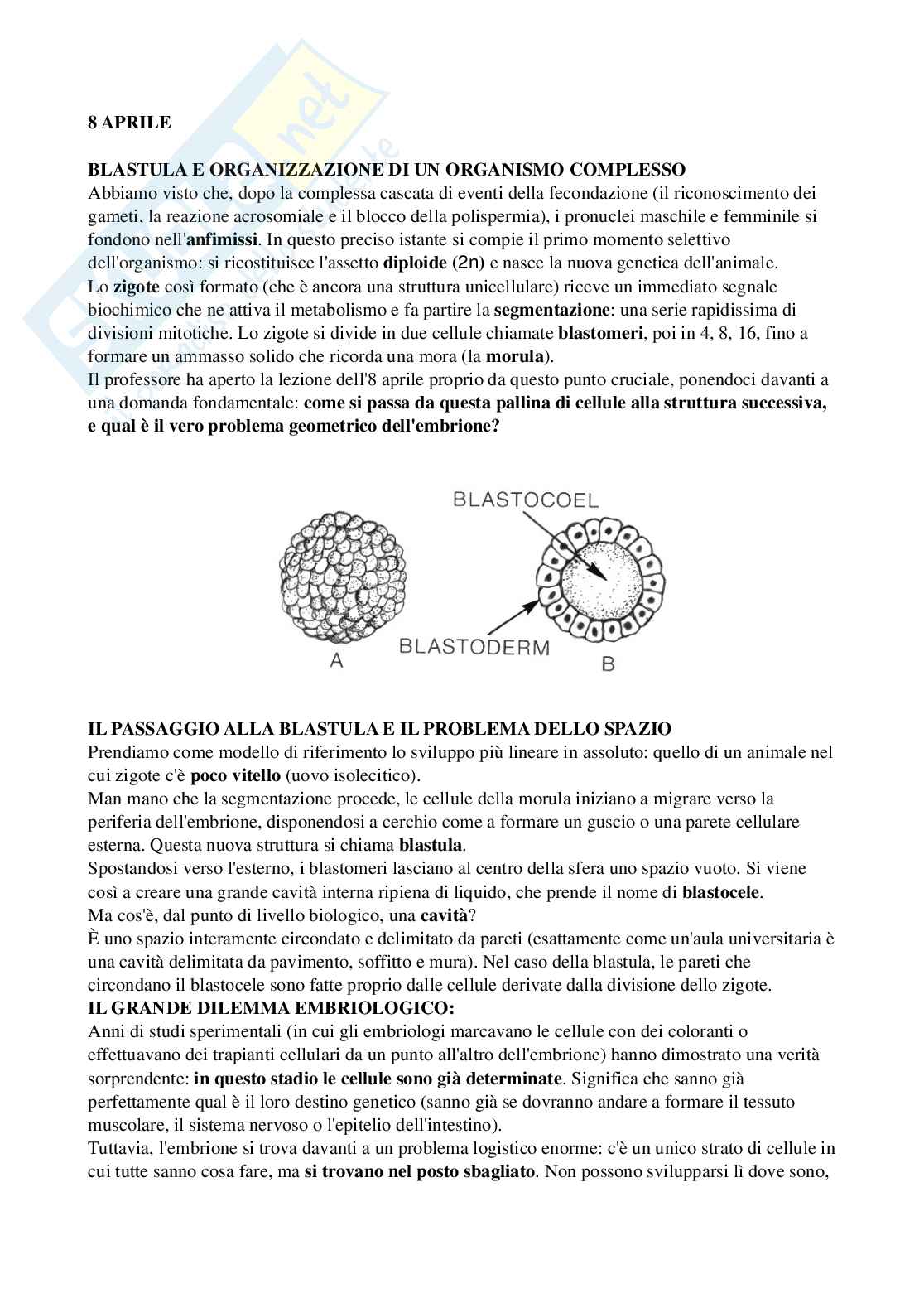 Riassunto esame Biologia, Prof. Di Cristo Carlo, libro consigliato Appunti di zoologia , D’Aniello  Pag. 36