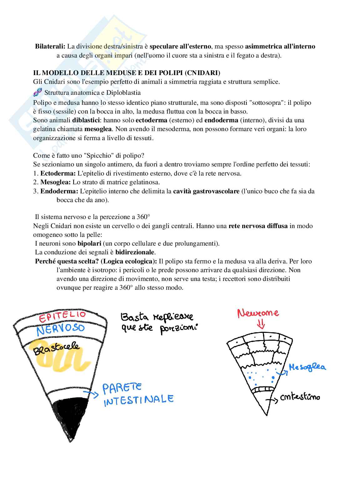 Riassunto esame Biologia, Prof. Di Cristo Carlo, libro consigliato Appunti di zoologia , D’Aniello  Pag. 46