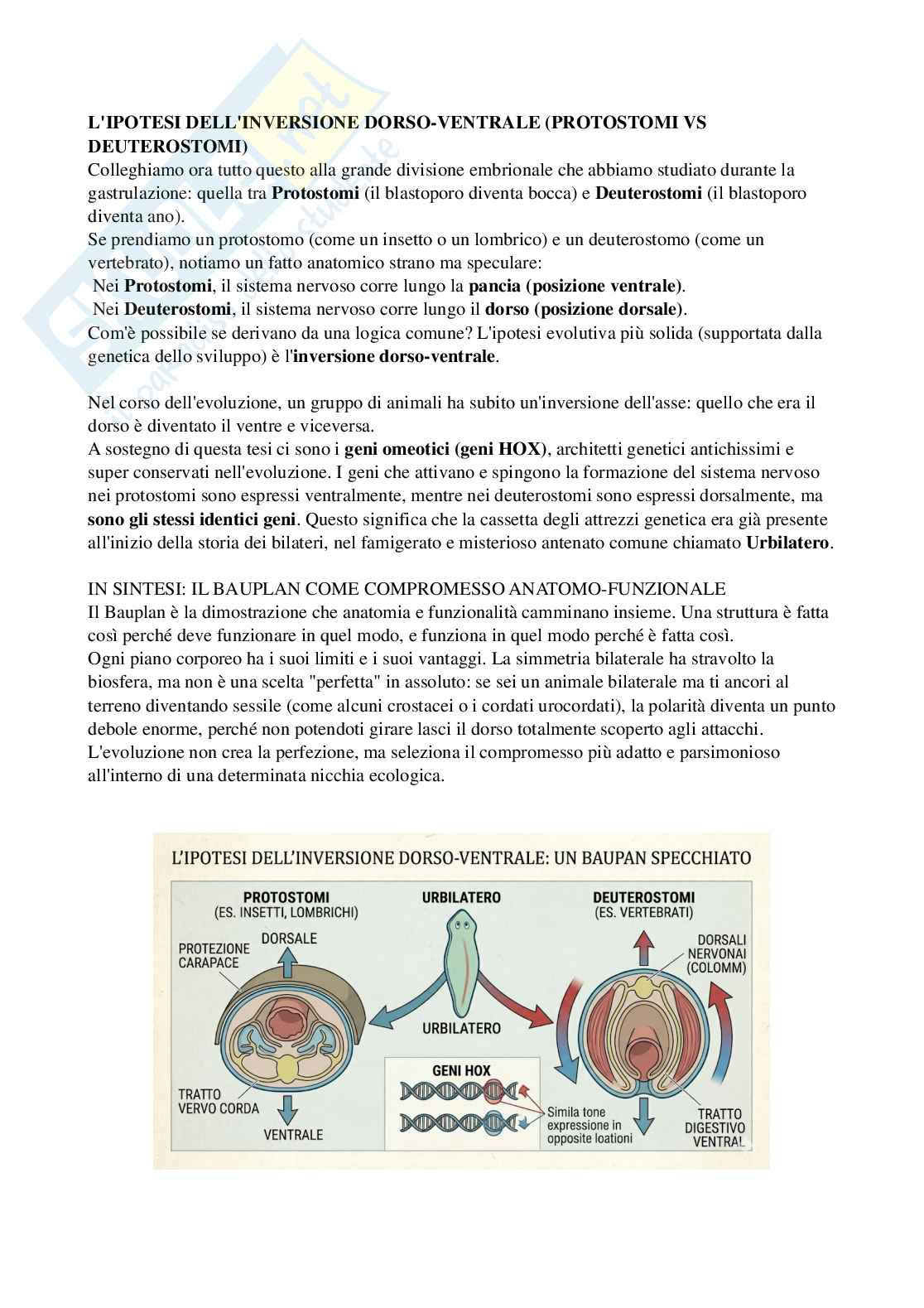 Riassunto esame Biologia, Prof. Di Cristo Carlo, libro consigliato Appunti di zoologia , D’Aniello  Pag. 51