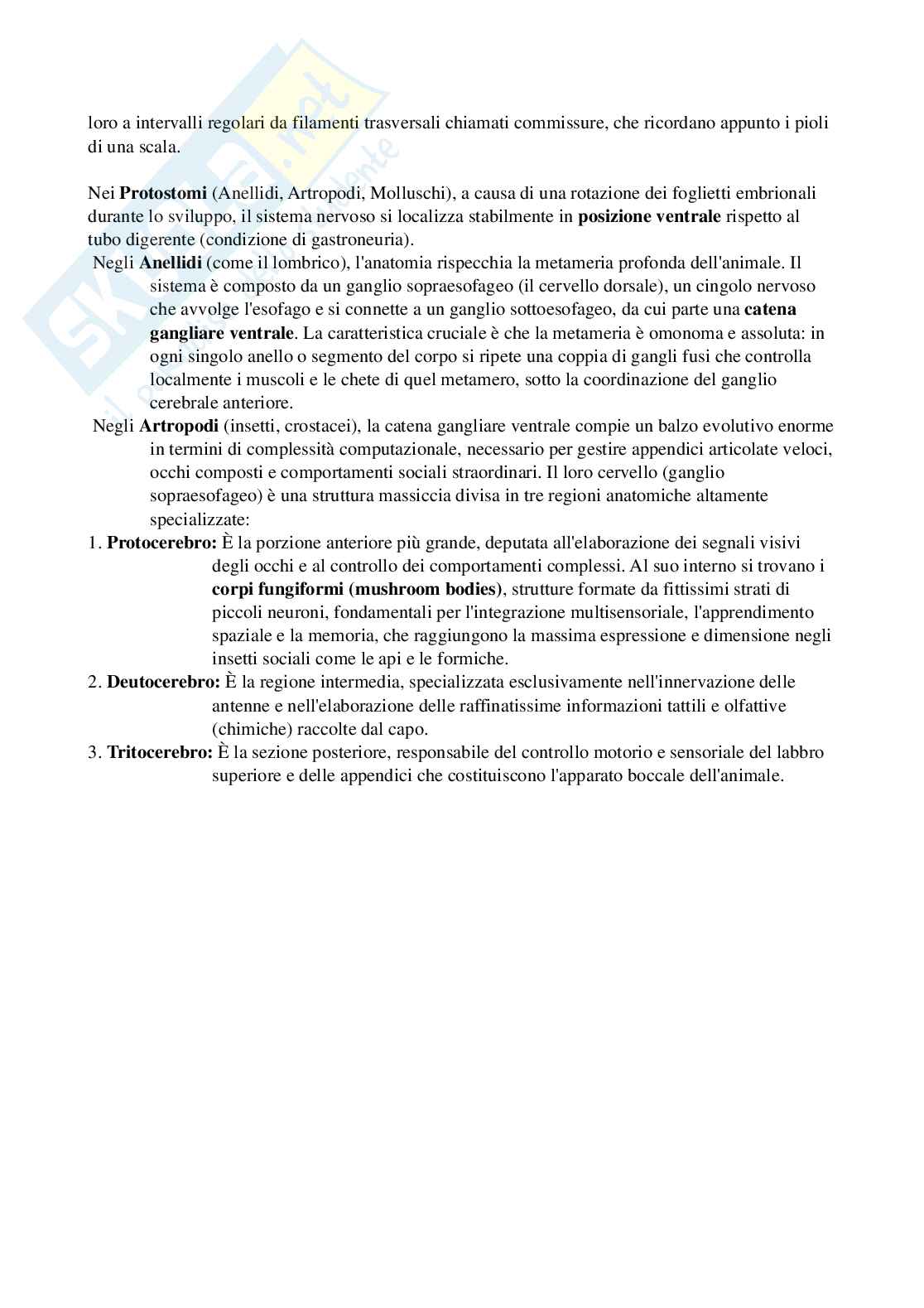 Riassunto esame Biologia, Prof. Di Cristo Carlo, libro consigliato Appunti di zoologia , D’Aniello  Pag. 66