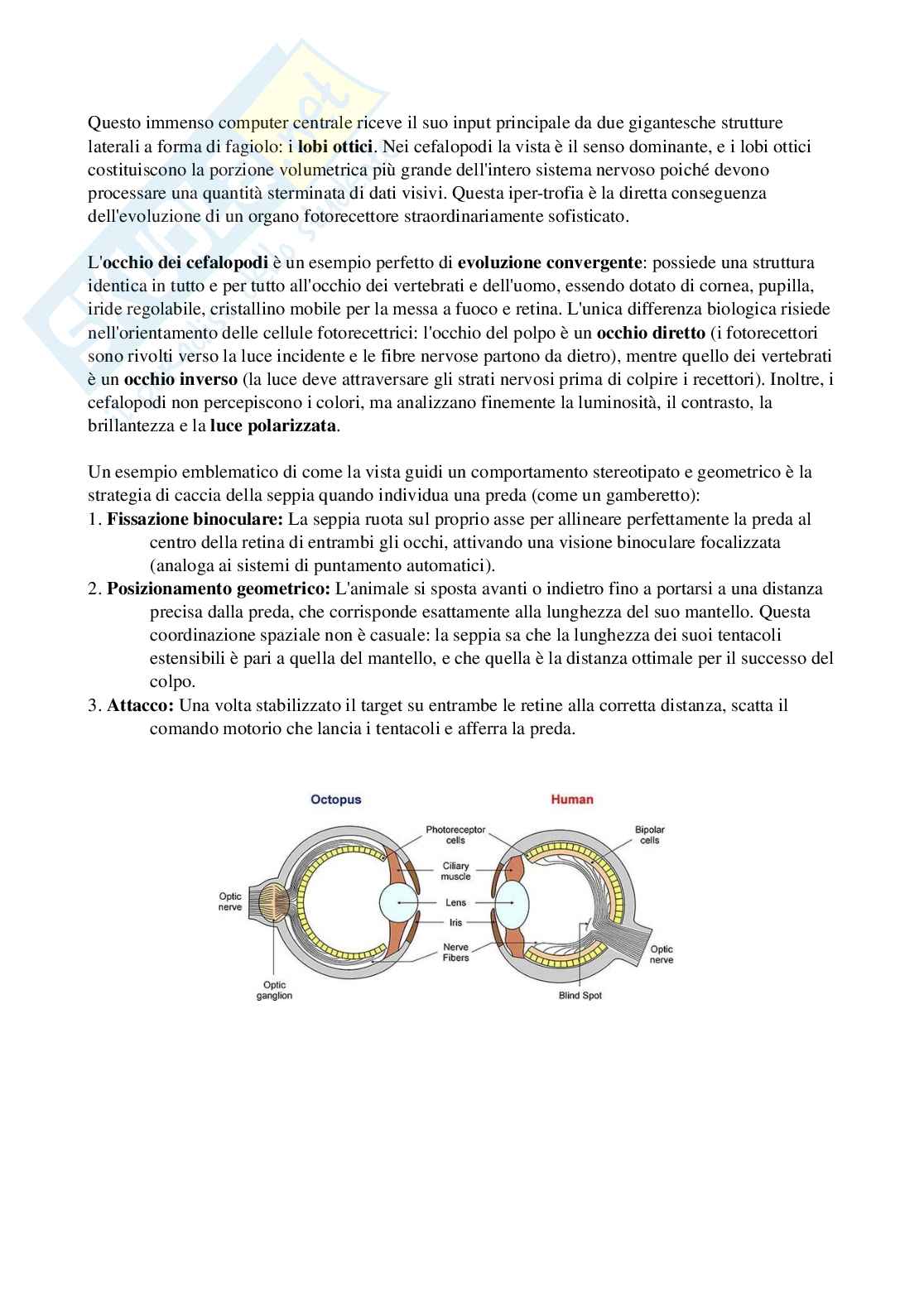 Riassunto esame Biologia, Prof. Di Cristo Carlo, libro consigliato Appunti di zoologia , D’Aniello  Pag. 71