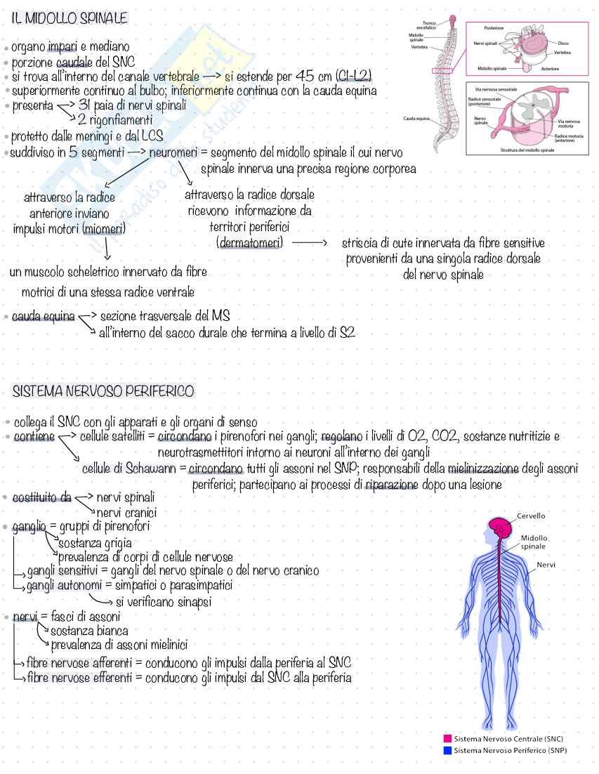 Anatomia Pag. 6