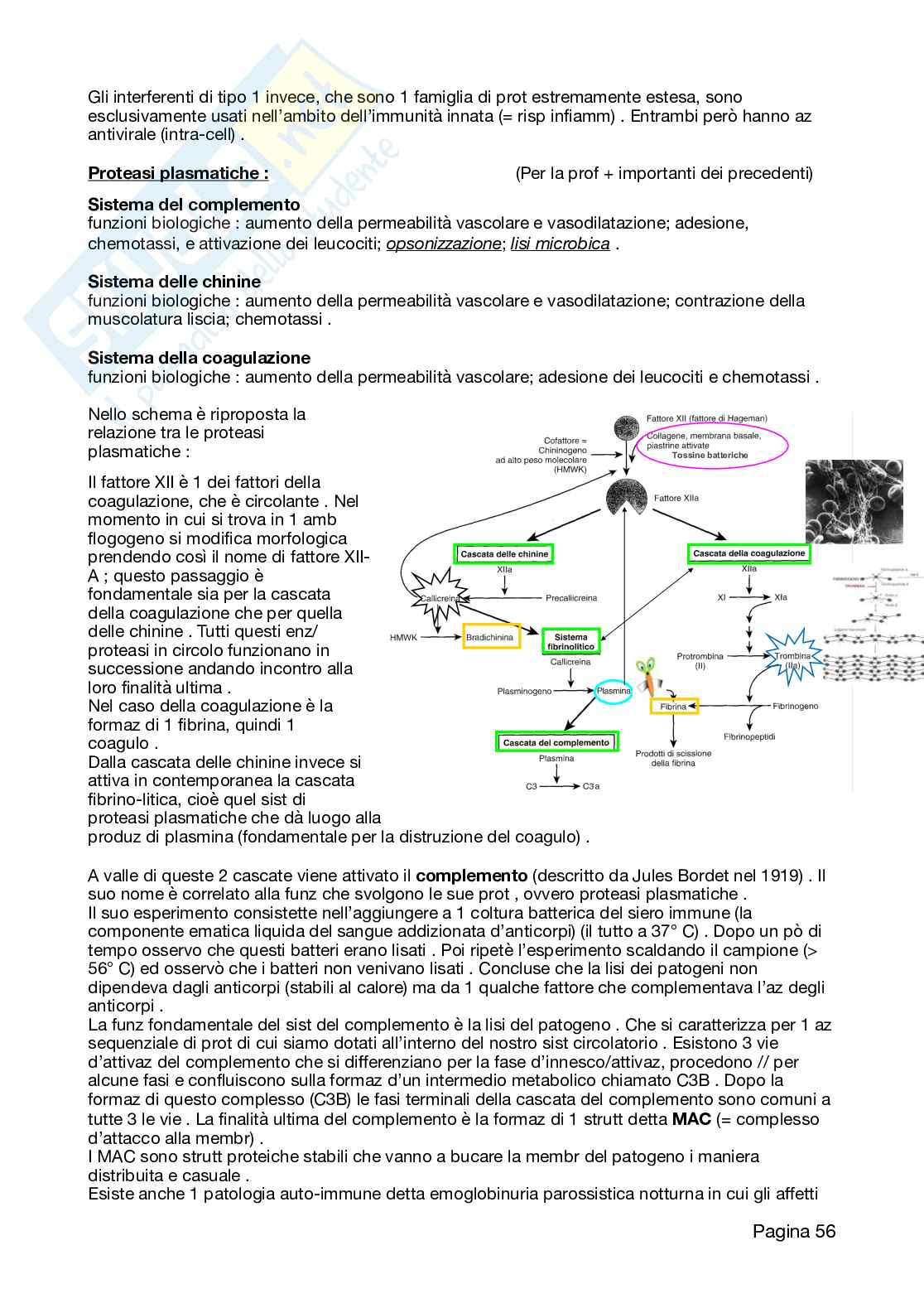Appunti Patologia 2026 Pag. 56