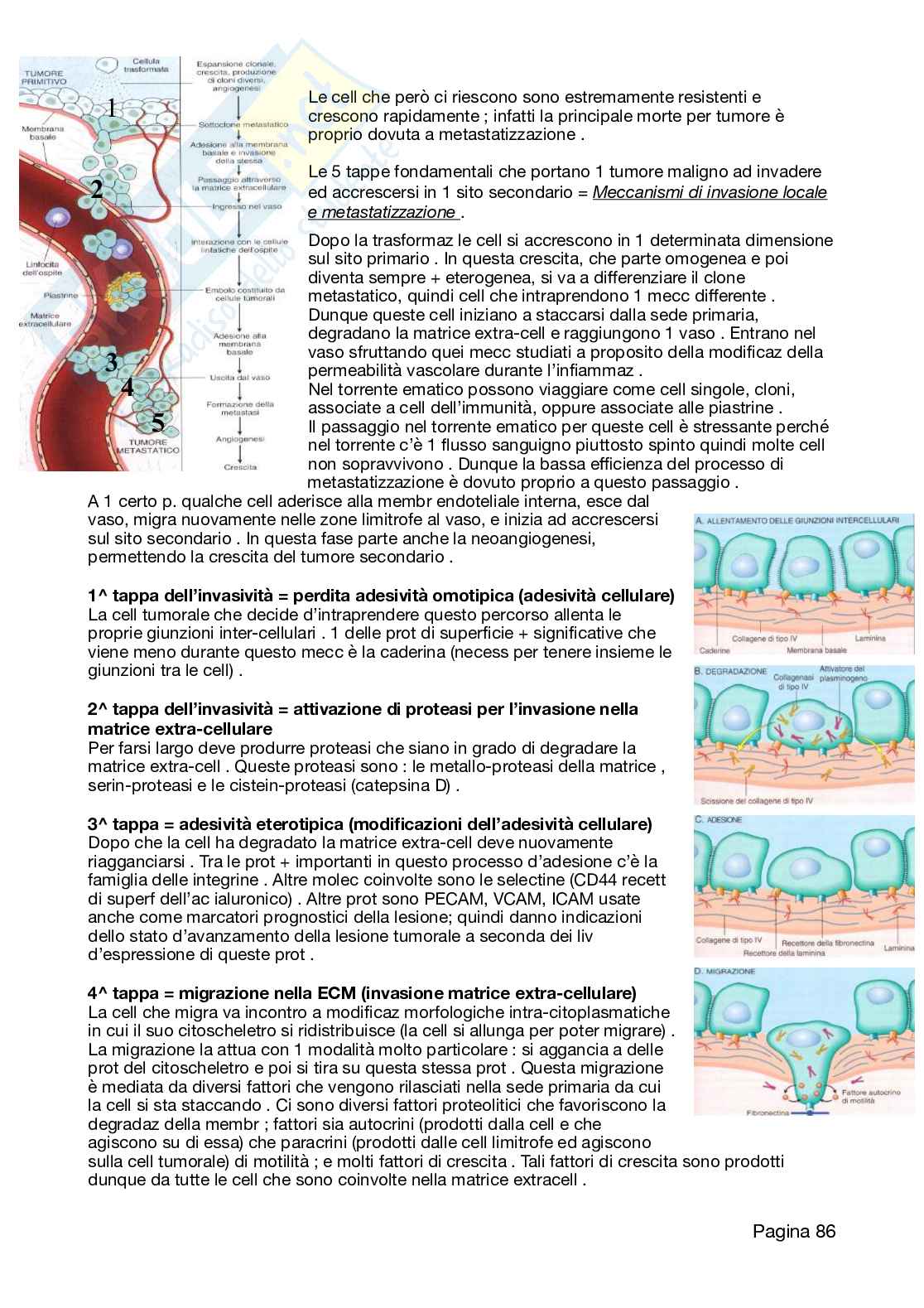 Appunti Patologia 2026 Pag. 86