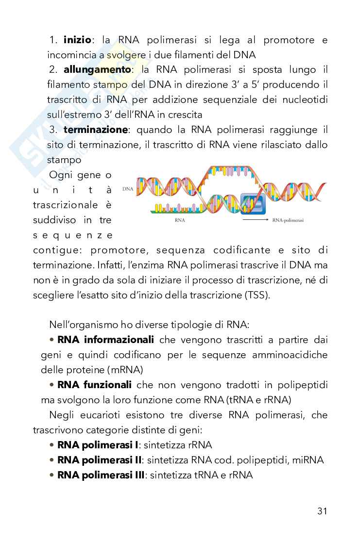 Biologia Pag. 31