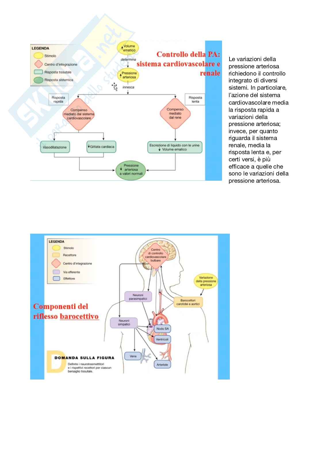 Fisiologia generale - Parte 7 Pag. 31