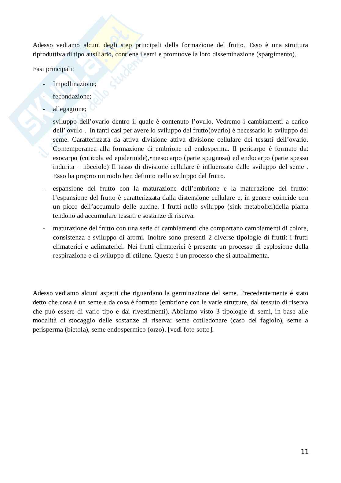 Formazione del seme Pag. 11